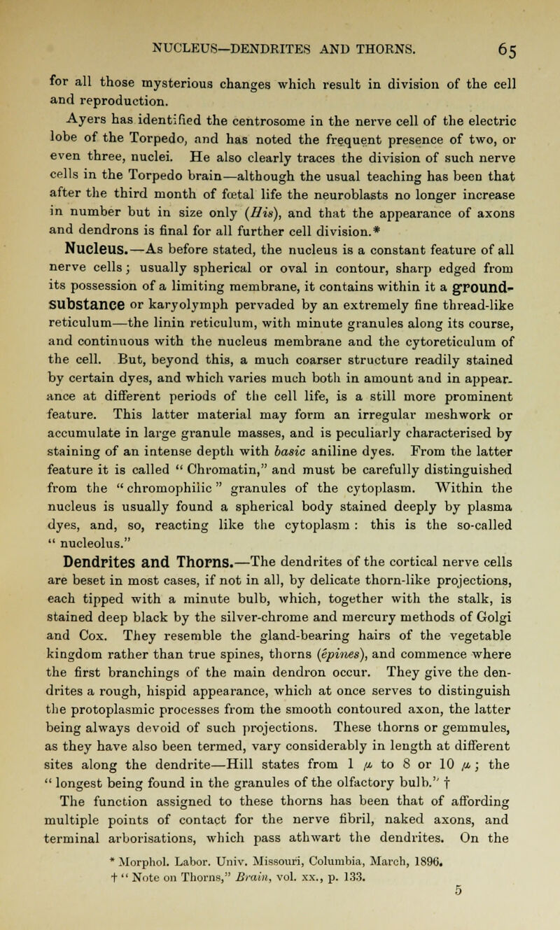 for all those mysterious changes which result in division of the cell and reproduction. Ayers has identified the centrosome in the nerve cell of the electric lobe of the Torpedo, and has noted the frequent presence of two, or even three, nuclei. He also clearly traces the division of such nerve cells in the Torpedo brain—although the usual teaching has been that after the third month of fcetal life the neuroblasts no longer increase in number but in size only (His), and that the appearance of axons and dendrons is final for all further cell division.* Nucleus.—As before stated, the nucleus is a constant feature of all nerve cells; usually spherical or oval in contour, sharp edged from its possession of a limiting membrane, it contains within it a ground- Sllbstance or karyolymph pervaded by an extremely fine thread-like reticulum—the linin reticulum, with minute granules along its course, and continuous with the nucleus membrane and the cytoreticulum of the cell. But, beyond this, a much coarser structure readily stained by certain dyes, and which varies much both in amount and in appear- ance at different periods of the cell life, is a still more prominent feature. This latter material may form an irregular meshwork or accumulate in large granule masses, and is peculiarly characterised by staining of an intense depth with basic aniline dyes. From the latter feature it is called  Chromatin, and must be carefully distinguished from the  chromophiiic  granules of the cytoplasm. Within the nucleus is usually found a spherical body stained deeply by plasma dyes, and, so, reacting like the cytoplasm : this is the so-called  nucleolus. Dendrites and Thorns.—The dendrites of the cortical nerve cells are beset in most cases, if not in all, by delicate thorn-like projections, each tipped with a minute bulb, which, together with the stalk, is stained deep black by the silver-chrome and mercury methods of Golgi and Cox. They resemble the gland-bearing hairs of the vegetable kingdom rather than true spines, thorns (epines), and commence where the first branchings of the main dendron occur. They give the den- drites a rough, hispid appearance, which at once serves to distinguish the protoplasmic processes from the smooth contoured axon, the latter being always devoid of such projections. These thorns or gemmules, as they have also been termed, vary considerably in length at different sites along the dendrite—Hill states from 1 /.a to 8 or 10 //,; the  longest being found in the granules of the olfactory bulb. f The function assigned to these thorns has been that of affording multiple points of contact for the nerve fibril, naked axons, and terminal arborisations, which pass athwart the dendrites. On the * Morphol. Labor. Univ. Missouri, Columbia, March, 1896. +  Note on Thorns, Brain, vol. xx., p. 133. 5