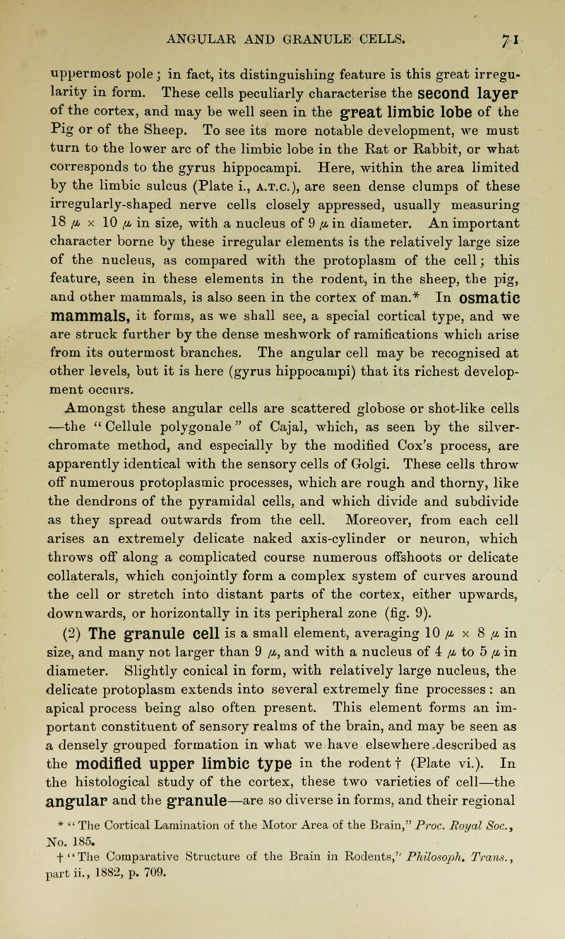 uppermost pole; in fact, its distinguishing feature is this great irregu- larity in form. These cells peculiarly characterise the second layer of the cortex, and may be well seen in the great limbic lobe of the Pig or of the Sheep. To see its more notable development, we must turn to the lower arc of the limbic lobe in the Rat or Rabbit, or what corresponds to the gyrus hippocampi. Here, within the area limited by the limbic sulcus (Plate i., a.t.c), are seen dense clumps of these irregularly-shaped nerve cells closely appressed, usually measuring 18/i x 10 ft in size, with a nucleus of 9 /j. in diameter. An important character borne by these irregular elements is the relatively large size of the nucleus, as compared with the protoplasm of the cell; this feature, seen in these elements in the rodent, in the sheep, the pig, and other mammals, is also seen in the cortex of man.* In OSmatiC mammals, it forms, as we shall see, a special cortical type, and we are struck further by the dense meshwork of ramifications which arise from its outermost branches. The angular cell may be recognised at other levels, but it is here (gyrus hippocampi) that its richest develop- ment occurs. Amongst these angular cells are scattered globose or shot-like cells —the  Cellule polygonale  of Cajal, which, as seen by the silver- chromate method, and especially by the modified Cox's process, are apparently identical with the sensory cells of Golgi. These cells throw off numerous protoplasmic processes, which are rough and thorny, like the dendrons of the pyramidal cells, and which divide and subdivide as they spread outwards from the cell. Moreover, from each cell arises an extremely delicate naked axis-cylinder or neuron, which throws off along a complicated course numerous offshoots or delicate collaterals, which conjointly form a complex system of curves around the cell or stretch into distant parts of the cortex, either upwards, downwards, or horizontally in its peripheral zone (fig. 9). (2) The granule Cell is a small element, averaging 10 ft x 8 ft in size, and many not larger than 9 ft, and with a nucleus of 4 ft to 5 ft in diameter. Slightly conical in form, with relatively large nucleus, the delicate protoplasm extends into several extremely fine processes: an apical process being also often present. This element forms an im- portant constituent of sensory realms of the brain, and may be seen as a densely grouped formation in what we have elsewhere -described as the modified Upper limbic type in the rodent f (Plate vi.). In the histological study of the cortex, these two varieties of cell—the angular and the granule—are so diverse in forms, and their regional *  The Cortical Lamination of the Motor Area of the Brain, Proc. Royal Soc, No. 185. tThe Comparative Structure of the Brain in Rodents,'' Philosoph. Trans., partii., 1882, p. 709.