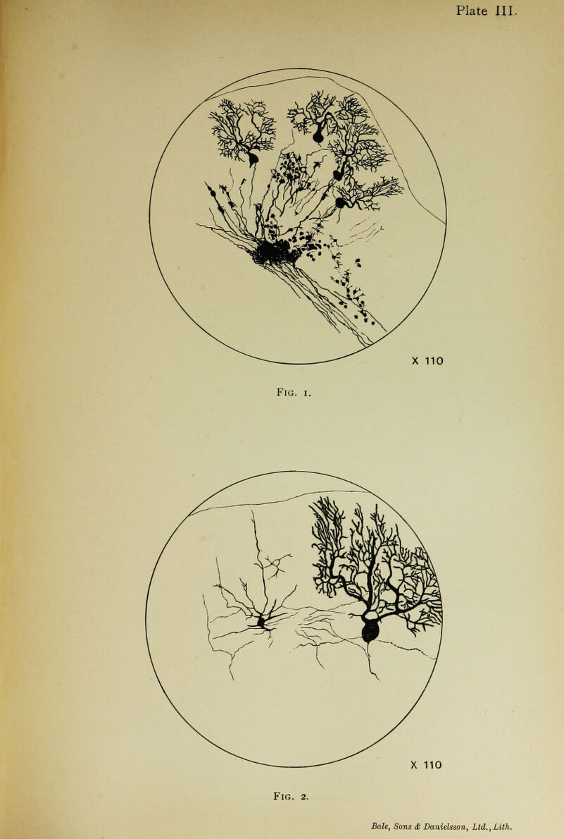 Fig. i. X 110 Fig. 2.