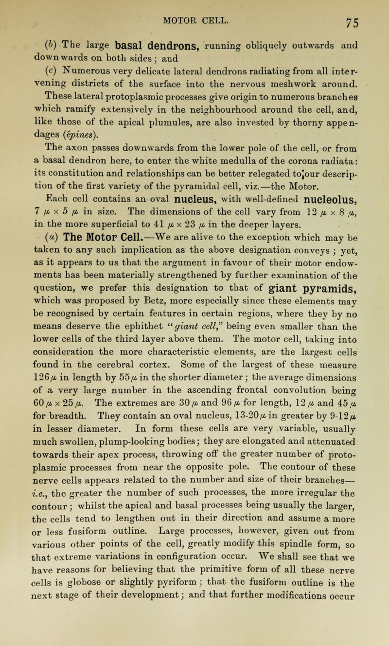 (6) The large basal dendrons, running obliquely outwards and downwards on both sides ; and (c) Numerous very delicate lateral dendrons radiating from all inter- vening districts of the surface into the nervous meshwork around. These lateral protoplasmic processes give origin to numerous branches which ramify extensively in the neighbourhood around the cell, and, like those of the apical plumules, are also invested by thorny appen- dages (epines). The axon passes downwards from the lower pole of the cell, or from a basal dendron here, to enter the white medulla of the corona radiata: its constitution and relationships can be better relegated tojour descrip- tion of the first variety of the pyramidal cell, viz.—the Motor. Each cell contains an oval nucleus, with well-defined nucleolus, 7/ix5^ in size. The dimensions of the cell vary from 12 ft x 8 ft, in the more superficial to 41 ft x 23 ft in the deeper layers. (a) The MotOP Cell.—We are alive to the exception which may be taken to any such implication as the above designation conveys ; yet, as it appears to us that the argument in favour of their motor endow- ments has been materially strengthened by further examination of the question, we prefer this designation to that of giant pyramids, which was proposed by Betz, more especially since these elements may be recognised by certain features in certain regions, where they by no means deserve the ephithet giant cell, being even smaller than the lower cells of the third layer above them. The motor cell, taking into consideration the more characteristic elements, are the largest cells found in the cerebral cortex. Some of the largest of these measure 126/4 in length by 55/4 in the shorter diameter; the average dimensions of a very large number in the ascending frontal convolution being 60 ,u. x 25 ft. The extremes are 30 ft and 96/i for length, 12 ft and 45 ft for breadth. They contain an oval nucleus, 13-20/a in greater by 9-12/t in lesser diameter. In form these cells are very variable, usually much swollen, plump-looking bodies; they are elongated and attenuated towards their apex process, throwing off the greater number of proto- plasmic processes from near the opposite pole. The contour of these nerve cells appears related to the number and size of their branches— i.e., the greater the number of such processes, the more irregular the contour; whilst the apical and basal processes being usually the larger, the cells tend to lengthen out in their direction and assume a more or less fusiform outline. Large processes, however, given out from various other points of the cell, greatly modify this spindle form, so that extreme variations in configuration occur. We shall see that we have reasons for believing that the primitive form of all these nerve cells is globose or slightly pyriform ; that the fusiform outline is the next stage of their development; and that further modifications occur