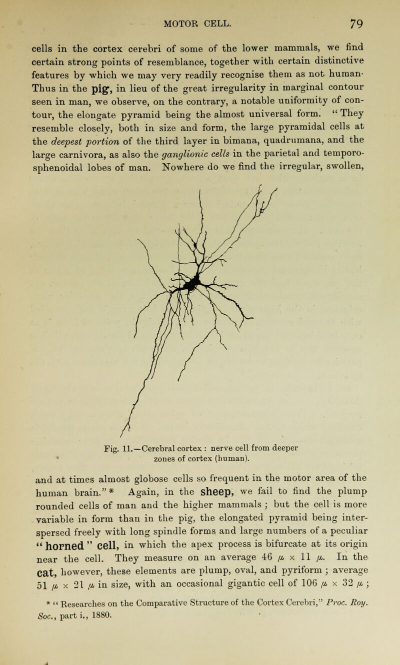 cells in the cortex cerebri of some of the lower mammals, we find certain strong points of resemblance, together with certain distinctive features by which we may very readily recognise them as not human- Thus in the pig, in lieu of the great irregularity in marginal contour seen in man, we observe, on the contrary, a notable uniformity of con- tour, the elongate pyramid being the almost universal form.  They resemble closely, both in size and form, the large pyramidal cells at the deepest portion of the third layer in bimana, quadrumana, and the large carnivora, as also the ganglionic cells in the parietal and temporo- sphenoidal lobes of man. Nowhere do we find the irregular, swollen, Fig. 11.—Cerebral cortex : nerve cell from deeper zones of cortex (human). and at times almost globose cells so frequent in the motor area of the human brain.* Again, in the sheep, we fail to find the plump rounded cells of man and the higher mammals ; but the cell is more variable in form than in the pig, the elongated pyramid being inter- spersed freely with long spindle forms and large numbers of a peculiar  horned  Cell, in which the apex process is bifurcate at its origin near the cell. They measure on an average 46 /a x 11 p. In the Cat, however, these elements are plump, oval, and pyriform ; average 51 p x 21 /a in size, with an occasional gigantic cell of 106 /j. x 32 p ; *  Researches on the Comparative Structure of the Cortex Cerebri, Proc. Roy. Soc, parti., 1880.