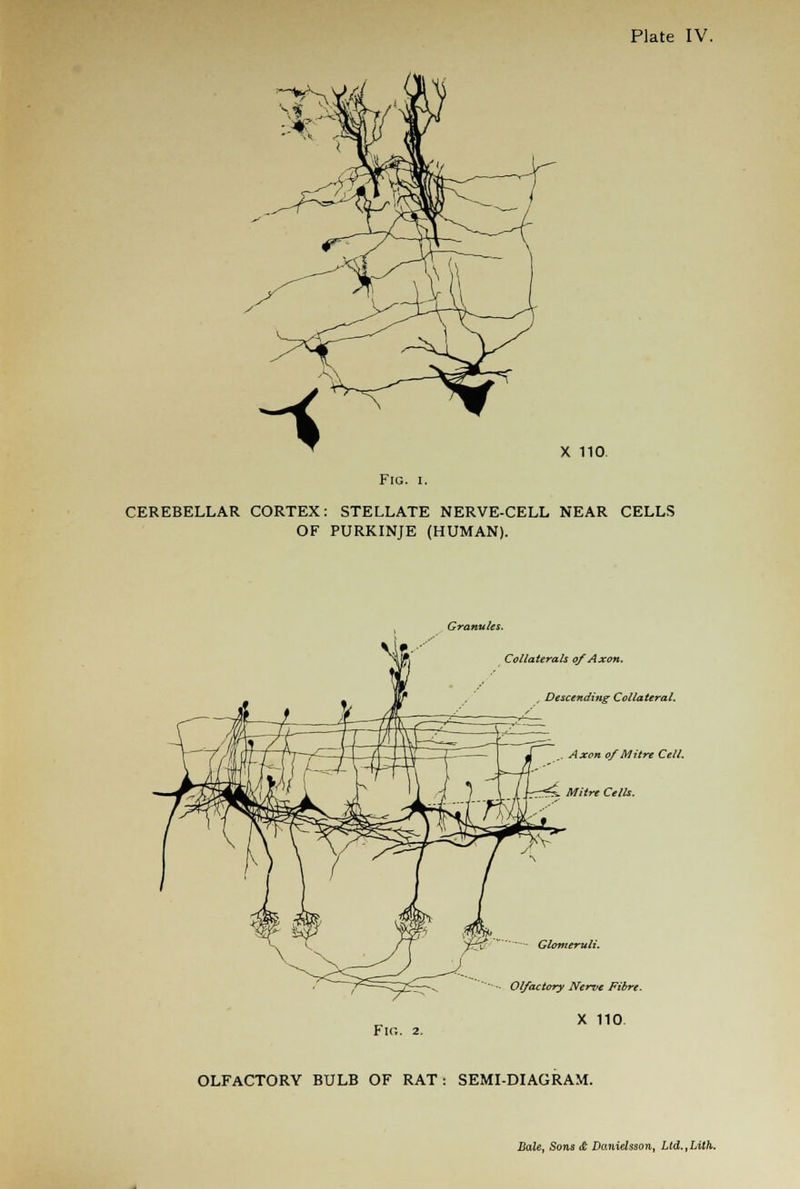 Plate IV. X 110 Fig. CEREBELLAR CORTEX: STELLATE NERVE-CELL NEAR CELLS OF PURKINJE (HUMAN). Granules. Collaterals of Axon. , Descending Collateral. ,. Axon of Mitre Cell. Mitre Cells. Fig. 2. ■ Glomeruli. Olfactory Nerve Fibre. X 110 OLFACTORY BULB OF RAT: SEMI-DIAGRAM. Bale, Sons & Danielsson, Ltd.,Lith.