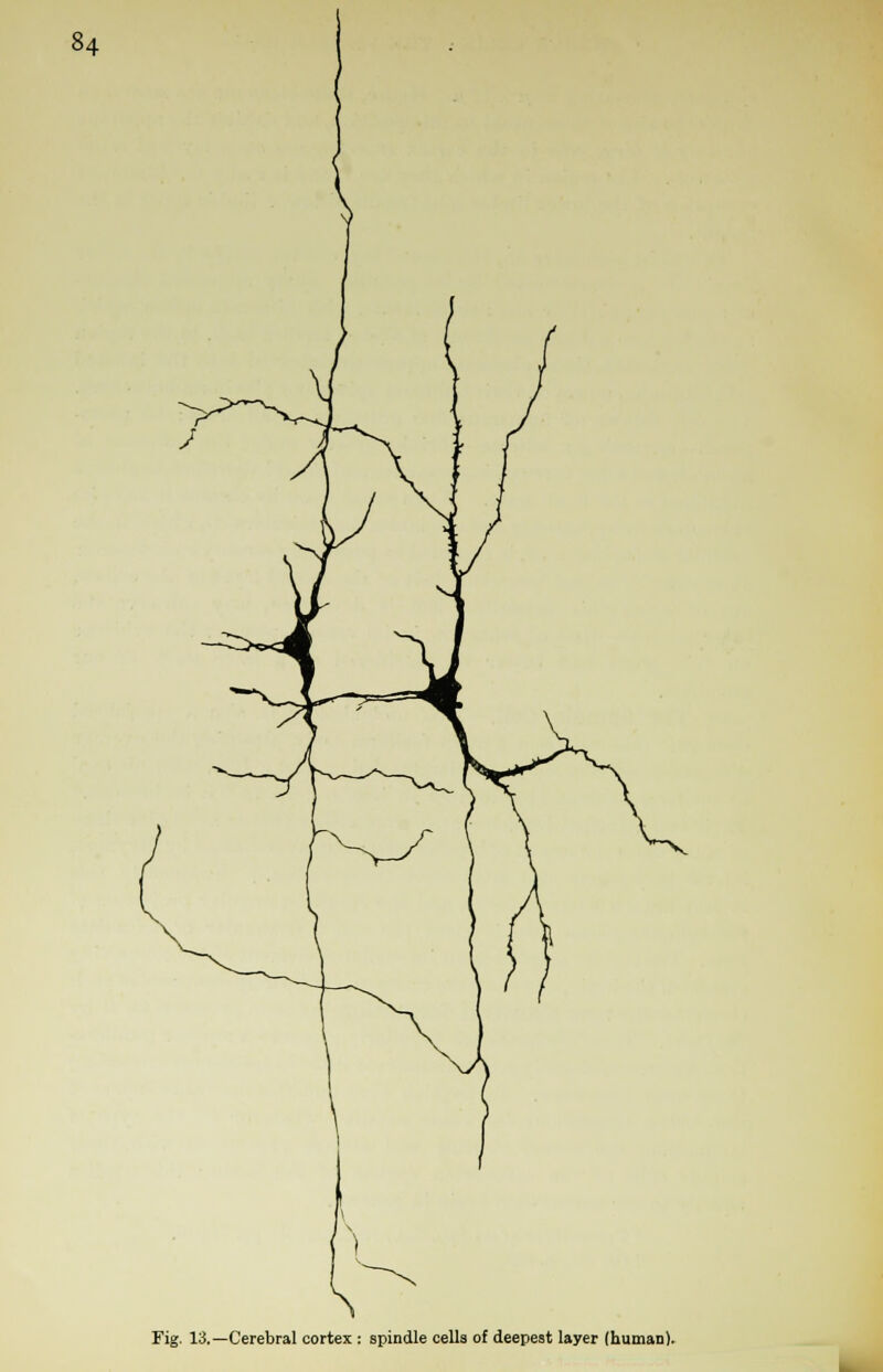 Fig. 13.—Cerebral cortex : spindle cells of deepest layer (human).