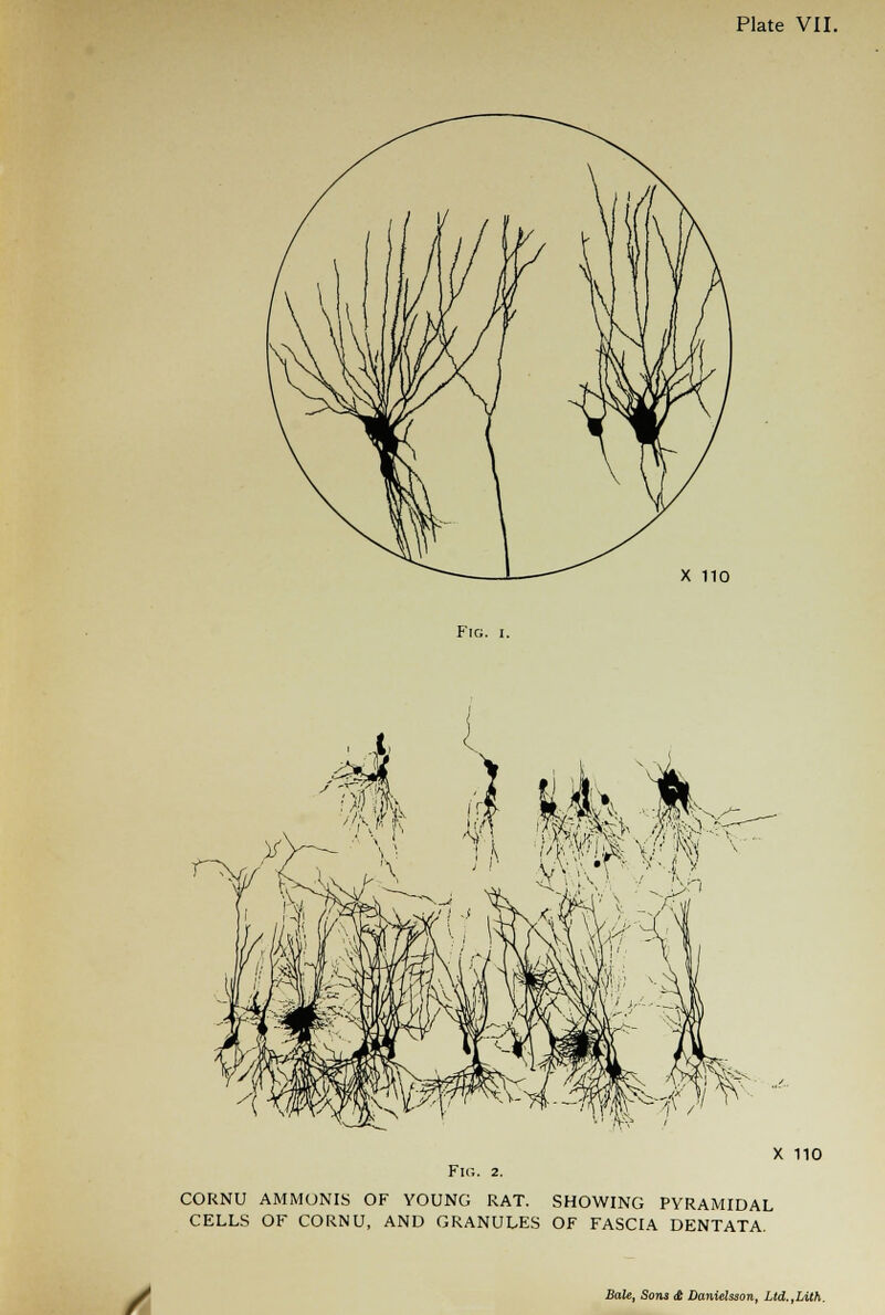 X 110 F'Ki. I. 0 IV1 h i\ T^V, Fig. 2. CORNU AMMONIS OF YOUNG RAT. SHOWING PYRAMIDAL CELLS OF CORNU, AND GRANULES OF FASCIA DENTATA. X 110