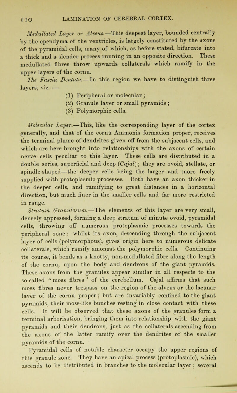 Medullated Layer or Alveus.—This deepest layer, bounded centrally by the ependyma of the ventricles, is largely constituted by the axons of the pyramidal cells, many of which, as before stated, bifurcate into a thick and a slender process running in an opposite direction. These medullated fibres throw upwards collaterals which ramify in the upper layers of the cornu. The Fascia Dentatn.—In this region we have to distinguish three layers, viz. :— (1) Peripheral or molecular; (2) Granule layer or small pyramids ; (3) Polymorphic cells. Molecular Layer.—This, like the corresponding layer of the cortex generally, and that of the cornu Ammonis formation proper, receives the terminal plume of dendrites given off from the subjacent cells, and which are here brought into relationships with the axons of certain nerve cells peculiar to this layer. These cells are distributed in a double series, superficial and deep (Cajal); they are ovoid, stellate, or spindle-shaped—the deeper cells being the larger and more freely supplied with protoplasmic processes. Both have an axon thicker in the deeper cells, and ramifying to great distances in a horizontal direction, but much finer in the smaller cells and far more restricted in range. Stratum Granulosum.—The elements of this layer are very small, densely appressed, forming a deep stratum of minute ovoid, pyramidal cells, throwing off numerous protoplasmic processes towards the peripheral zone : whilst its axon, descending through the subjacent layer of cells (polymorphous), gives origin here to numerous delicate collaterals, which ramify amongst the polymorphic cells. Continuing its course, it bends as a knotty, non-medullated fibre along the length of the cornu, upon the body and dendrons of the giant pyramids. These axons from the granules appear similar in all respects to the so-called  moss fibres of the cerebellum. Cajal affirms that such moss fibres never trespass on the region of the alveus or the lacunar layer of the cornu proper; but are invariably confined to the giant pyramids, their moss-like bunches resting in close contact with these cells. It will be observed that these axons of the granules form a terminal arborisation, bringing tliem into relationship with the giant pyramids and their dendrons, just as the collaterals ascending from the axons of the latter ramify over the dendrites of the smaller pyramids of the cornu. Pyramidal cells of notable character occupy the upper regions of this granule zone. They have an apical process (protoplasmic), which ascends to be distributed in branches to the molecular layer; several