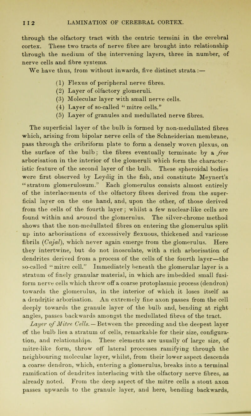 through the olfactory tract with the centric termini in the cerebral cortex. These two tracts of nerve fibre are brought into relationship through the medium of the intervening layers, three in number, of nerve cells and fibre systems. We have thus, from without inwards, five distinct strata:— (1) Flexus of peripheral nerve fibres. (2) Layer of olfactory glomeruli. (3) Molecular layer with small nerve cells. (4) Layer of so-called  mitre cells. (5) Layer of granules and medullated nerve fibres. The superficial layer of the bulb is formed by non-medullated fibres which, arising from bipolar nerve cells of the Schneiderian membrane, pass through the cribriform plate to form a densely woven plexus, on the surface of the bulb; the fibres eventually terminate by a free arborisation in the interior of the glomeruli which form the character- istic feature of the second layer of the bulb. These spheroidal bodies were first observed by Leydig in the fish, and constitute Meynert's stratum glomerulosum.'' Each glomerulus consists almost entirely of the interlacements of the olfactory fibres derived from the super- ficial layer on the one hand, and, upon the other, of those derived from the cells of the fourth layer; whilst a few nuclear-like cells are found within and around the glomerulus. The silver-chrome method shows that the non-medullated fibres on entering the glomerulus split up into arborisations of excessively fiexuous, thickened and varicose fibrils (Cajal), which never again emerge from the glomerulus. Here they intertwine, but do not inosculate, with a rich arborisation of dendrites derived from a process of the cells of the fourth layer—the so-called mitre cell. Immediately beneath the glomerular layer is a stratum of finely granular material, in which are imbedded small fusi- form nerve cells which throw off a coarse protoplasmic process (dendron) towards the glomerulus, in the interior of which it loses itself as a dendritic arborisation. An extremely fine axon passes from the cell deeply towards the granule layer of the bulb and, bending at right angles, passes backwards amongst the medullated fibres of the tract. Layer of Mitre Cells. — Between the preceding and the deepest layer of the bulb lies a stratum of cells, remarkable for their size, configura- tion, and relationships. These elements are usually of large size, of mitre-like form, throw otf lateral processes ramifying through the neighbouring molecular layer, whilst, from their lower aspect descends a coarse dendron, which, entering a glomerulus, breaks into a terminal ramification of dendrites interlacing with the olfactory nerve fibres, as already noted. From the deep aspect of the mitre cells a stout axon passes upwards to the granule layer, and here, bending backwards,