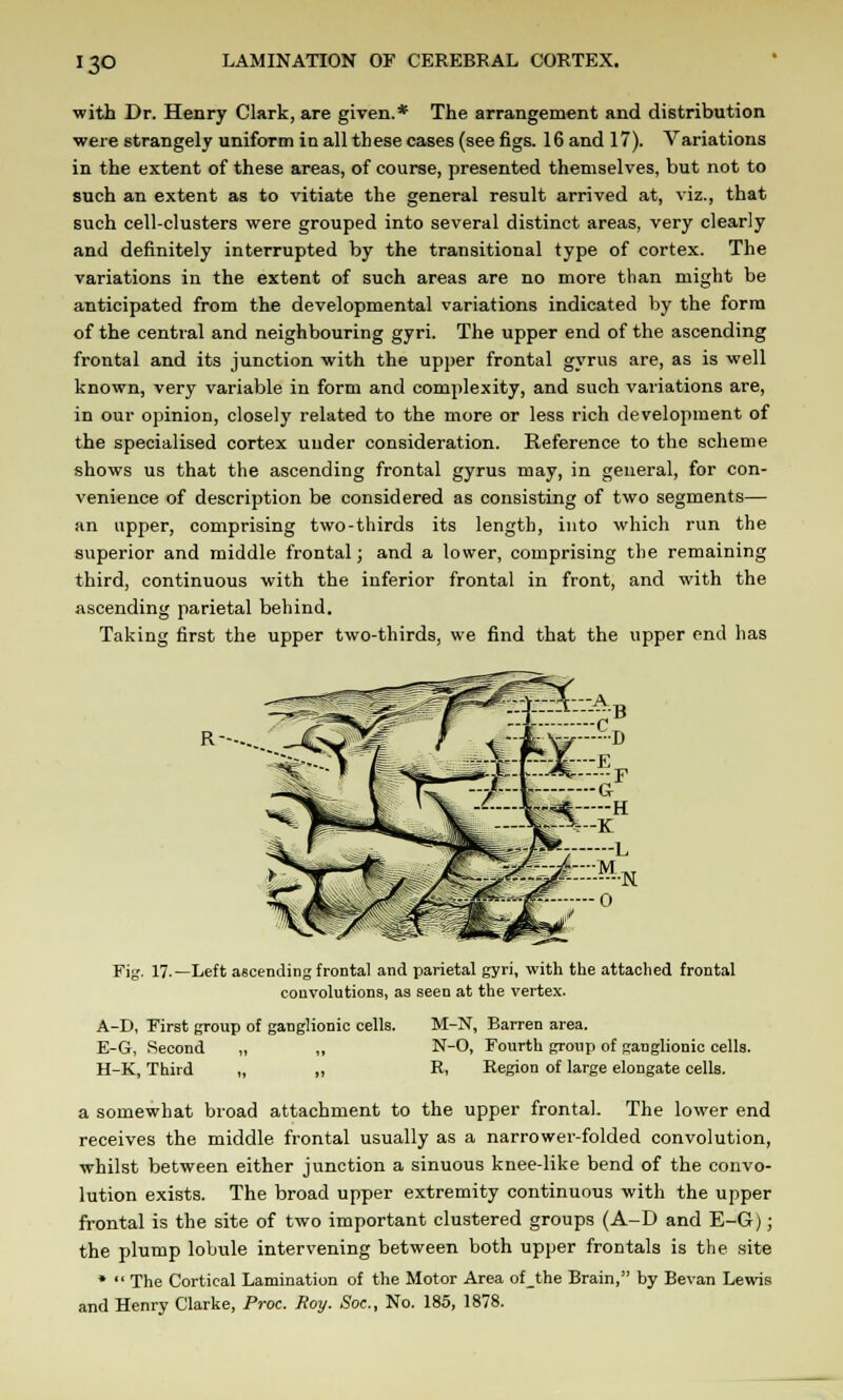 with Dr. Henry Clark, are given.* The arrangement and distribution were strangely uniform in all these cases (see figs. 16 and 17). Variations in the extent of these areas, of course, presented themselves, but not to such an extent as to vitiate the general result arrived at, viz., that such cell-clusters were grouped into several distinct areas, very clearly and definitely interrupted by the transitional type of cortex. The variations in the extent of such areas are no more than might be anticipated from the developmental variations indicated by the form of the central and neighbouring gyri. The upper end of the ascending frontal and its junction with the upper frontal gyrus are, as is well known, very variable in form and complexity, and such variations are, in our opinion, closely related to the more or less rich development of the specialised cortex under consideration. Reference to the scheme shows us that the ascending frontal gyrus may, in general, for con- venience of description be considered as consisting of two segments— an upper, comprising two-thirds its length, into which run the superior and middle frontal; and a lower, comprising the remaining third, continuous with the inferior frontal in front, and with the ascending parietal behind. Taking first the upper two-thirds, we find that the upper end has R-- Fig. 17.—Left ascending frontal and parietal gyri, with the attached frontal convolutions, as seen at the vertex. A-D, First group of ganglionic cells. E-G, Second H-K, Third M-N, Barren area. N-O, Fourth group of ganglionic cells. R, Region of large elongate cells. a somewhat broad attachment to the upper frontal. The lower end receives the middle frontal usually as a narrower-folded convolution, whilst between either junction a sinuous knee-like bend of the convo- lution exists. The broad upper extremity continuous with the upper frontal is the site of two important clustered groups (A-D and E-G); the plump lobule intervening between both upper frontals is the site *  The Cortical Lamination of the Motor Area of_the Brain, by Bevan Lewis and Henry Clarke, Proc. Roy. Soc, No. 185, 1878.