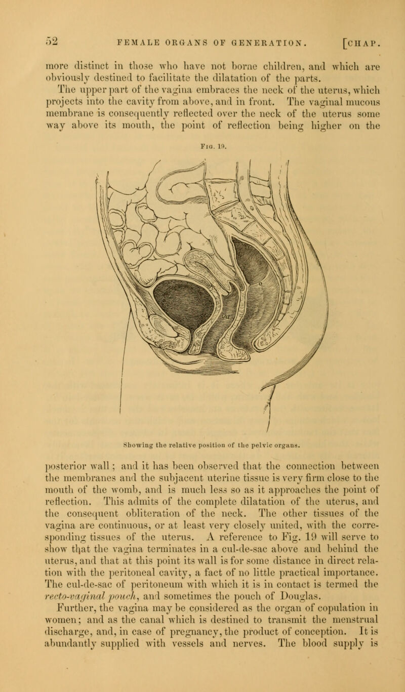 more distinct in tliosc who have not borne children, and which are obviously destined to facilitate the dilatation of the parts. The upper part of the vagina embraces the neck of the uterus, which projects into the cavity from above, and in front. The vaginal mucous membrane is consequently reflected over the neck of the uterus some way above its mouth, the point of reflection being higher on the Fig. 19. Showing the relative position of the pelvic organs. posterior wall : and it has been observed that the connection between the membranes and the subjacent uterine tissue is very firm close to the mouth of the womb, and is much less so as it approaches the point of reflection. This admits of the complete dilatation of the uterus, and the consequent obliteration of the neck. The other tissues of the vagina are continuous, or at least very closely united, with the corre- sponding tissues of the uterus. A reference to Fig. 19 will serve to show tljat the vagina terminates in a cul-de-sac above and behind the uterus, and that at this point its wall is for some distance in direct rela- tion with the peritoneal cavity, a fact of no little practical importance. The cul-de-sac of peritoneum with which it is in contact is termed the recto-vaginal pouch, and sometimes the pouch of Douglas. Further, the vagina maybe considered as the organ of copulation in women; and as the canal which is destined to transmit the menstrual discharge, and, in case of pregnancy, the product of conception. It is abundantly supplied with vessels and nerves. The blood supply is