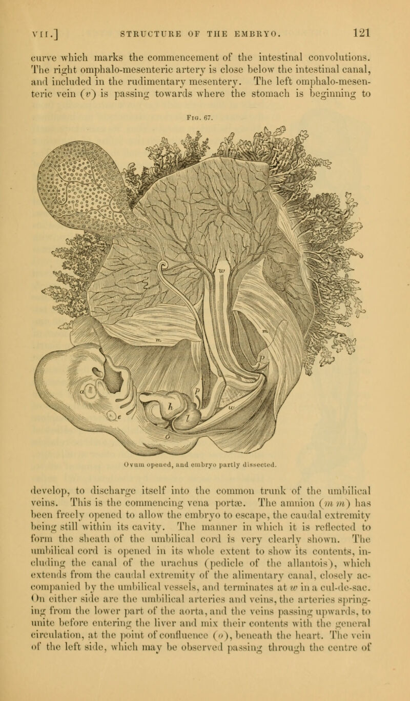 curve which marks the commencement of the intestinal convolution. The right omphalo-mesenteric artery is close below the intestinal canal, and included in the rudimentary mesentery. The left omphalomesen- teric vein (v) is passing towards where the stomach is beginning to Fio. 67. Ovum opened, ;md embryo partly die develop, to discharge itself into the common trunk of the umbilical veins. This is the commencing vena portae. The amnion ( m m ) has been freely opened to allow the embryo to escape, the caudal extremity being still within its cavity. The manner in which it is reflected to form the sheath of the umbilical cord is very clearly shown. The umbilical cord is opened in its whole extent to show it- contents, in- cluding the canal of the urachus (pedicle of the allantois), which extends from the caudal extremity of the alimentary canal, closely ac- companied by the umbilical vessels, ami terminates at • in a cul-de-sac. On either side are the umbilical arteries and veins, the arteries spring- ing from the Lower pari of the aorta, ami the veins passing upwards, to unite before entering the liver and mix their contents with the general circulation, at the point of confluence < o ). beneath the heart. The vein of the left side, which may be observed passing through the centre of