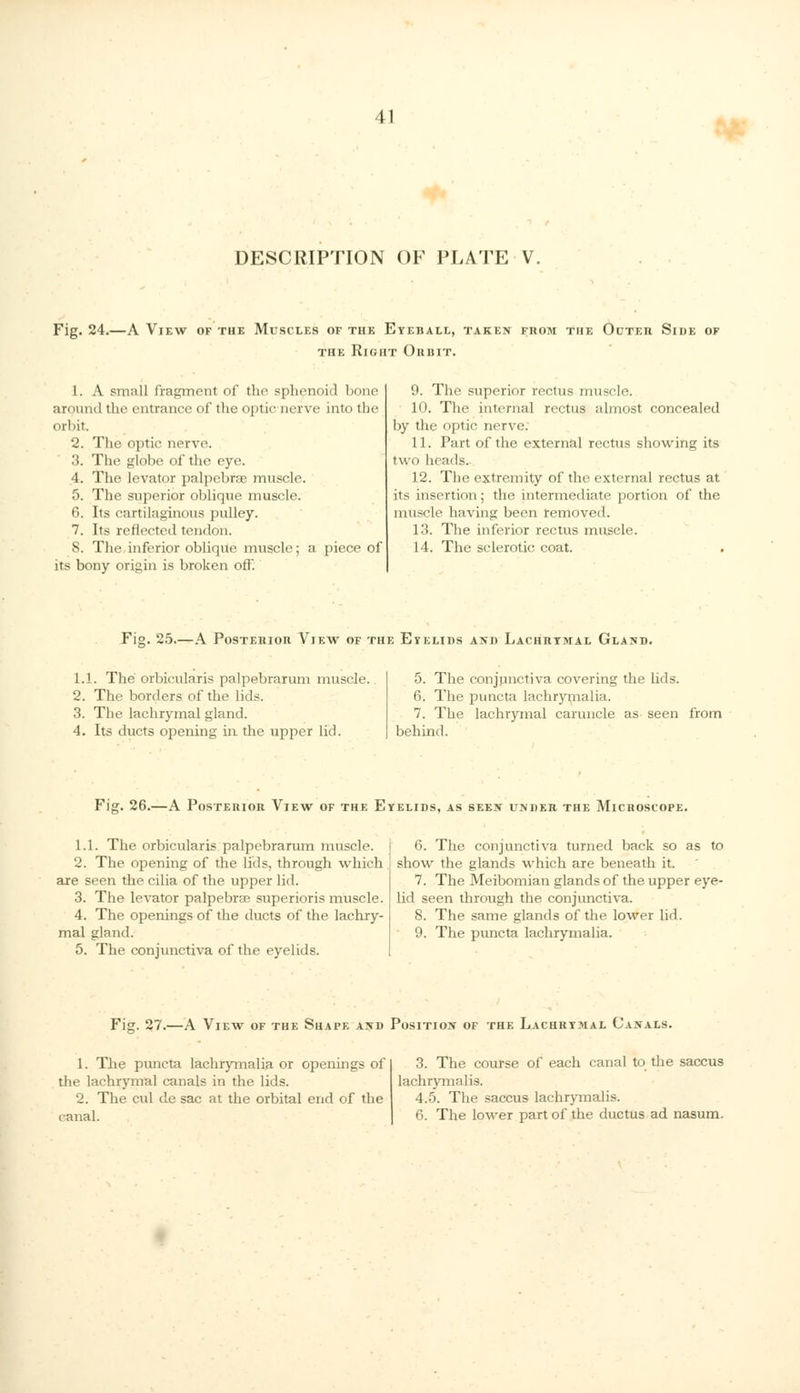 41 DESCRIPTION OF PLATE V. Fig. 24.—A View of the Muscles of the Eyeball, taken from the Outer Side of the Right On bit. 1. A small fragment of the sphenoid bone around the entrance of the optic nerve into the orbit. 2. The optic nerve. 3. The globe of the eye. 4. The levator palpebrse muscle. 5. The superior oblique muscle. 6. Its cartilaginous pulley. 7. Its reflected tendon. 8. The inferior oblique muscle; a piece of its bony origin is broken off. 9. The superior rectus muscle. 10. The internal rectus almost concealed by the optic nerve. 11. Part of the external rectus showing its two heads. 12. The extremity of the external rectus at its insertion; the intermediate portion of the muscle having been removed. 13. The inferior rectus muscle. 14. The sclerotic coat. Fig. 25.—A PosTEnion View of the Eyelids and Lachrymal Gland. 1.1. The orbicularis palpebrarum muscle. 2. The borders of the lids. 3. The lachrymal gland. 4. Its ducts opening in the upper lid. 5. The conjunctiva covering the lids. 6. The puncta lachryrnalia. 7. The lachrymal caruncle as seen from behind. Fig. 26.—A PosTEnion View of the Eyelids, as seen under the Microscope. 1.1. The orbicularis palpebrarum muscle. 2. The opening of the lids, through which are seen the cilia of the upper lid. 3. The levator palpebral superioris muscle. 4. The openings of the ducts of the lachry- mal gland. 5. The conjunctiva of the eyelids. 6. The conjunctiva turned back so as to show the glands which are beneath it. 7. The Meibomian glands of the upper eye- lid seen through the conjunctiva. 8. The same glands of the lower lid. 9. The puncta lachryrnalia. Fig. 27.—A View of the Shape and Position of the Lachrymal Canals. 1. The puncta lachryrnalia or openings of I 3. The course of each canal to the saccus the lachrymal canals in the lids. lachrymalis. 2. The cul de sac at the orbital end of the 4.5. The saccus lachrymalis.