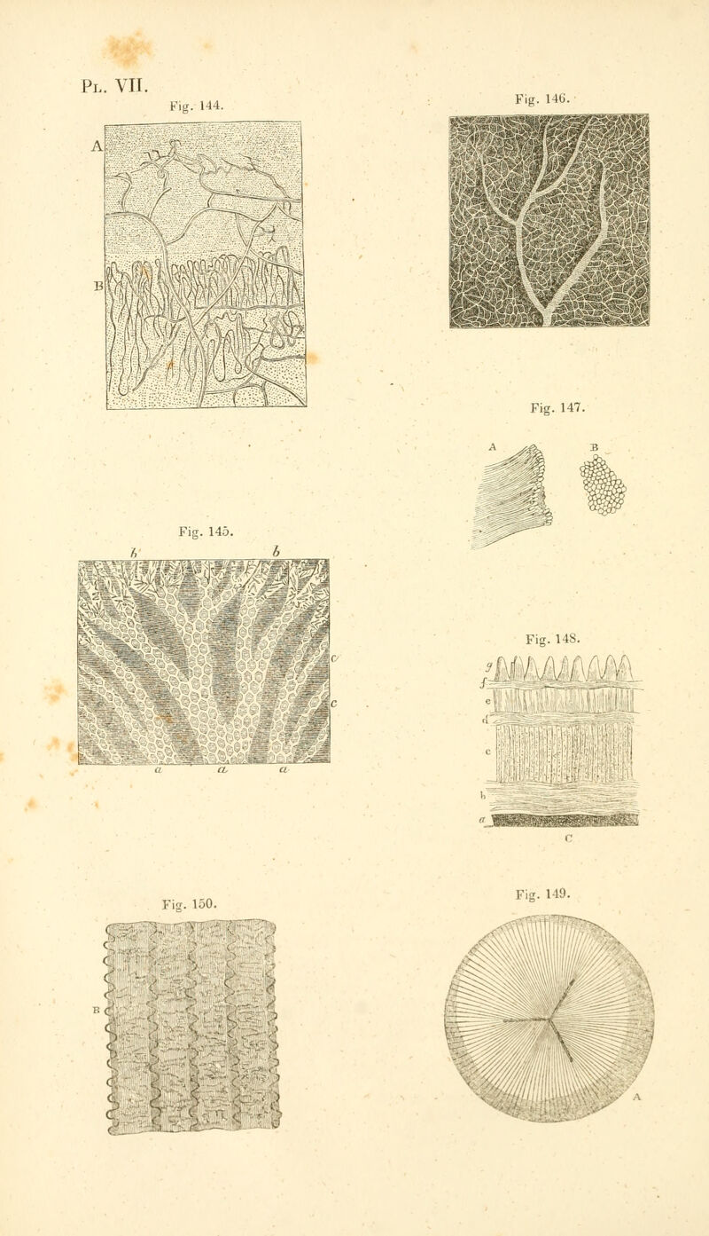 A Fie. N4. H&R ¥; / \' Fig. 146. Fig. 147. Fig. 145. mm Fig. 148. : I )M ' ' c: c C < '•c; Fia. 150.