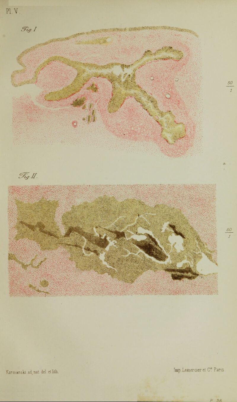 Pl.V <%/ e^.u. ■ •'••: so 1 i m ad nat de! ellith. fmp Lcmercier d C Phdj