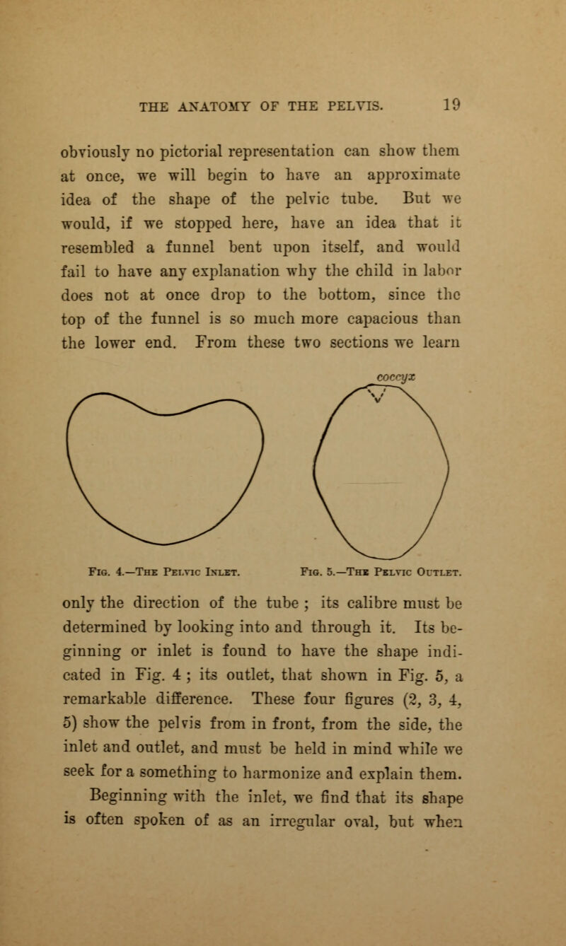 obviously no pictorial representation can show them at once, we will begin to have an approximate idea of the shape of the pelvic tube. But we would, if we stopped here, have an idea that it resembled a funnel bent upon itself, and would fail to have any explanation why the child in labor does not at once drop to the bottom, since the top of the funnel is so much more capacious than the lower end. From these two sections we learn coccyx Fig. 4.—The Pelvic Inlet. Fig. 5.—The Pelvic Outlet. only the direction of the tube ; its calibre must be determined by looking into and through it. Its be- ginning or inlet is found to have the shape indi- cated in Fig. 4 ; its outlet, that shown in Fig. 5, a remarkable difference. These four figures (2, 3, 4, 5) show the pelvis from in front, from the side, the inlet and outlet, and must be held in mind while we seek for a something to harmonize and explain them. Beginning with the inlet, we find that its shape is often spoken of as an irregular oval, but when