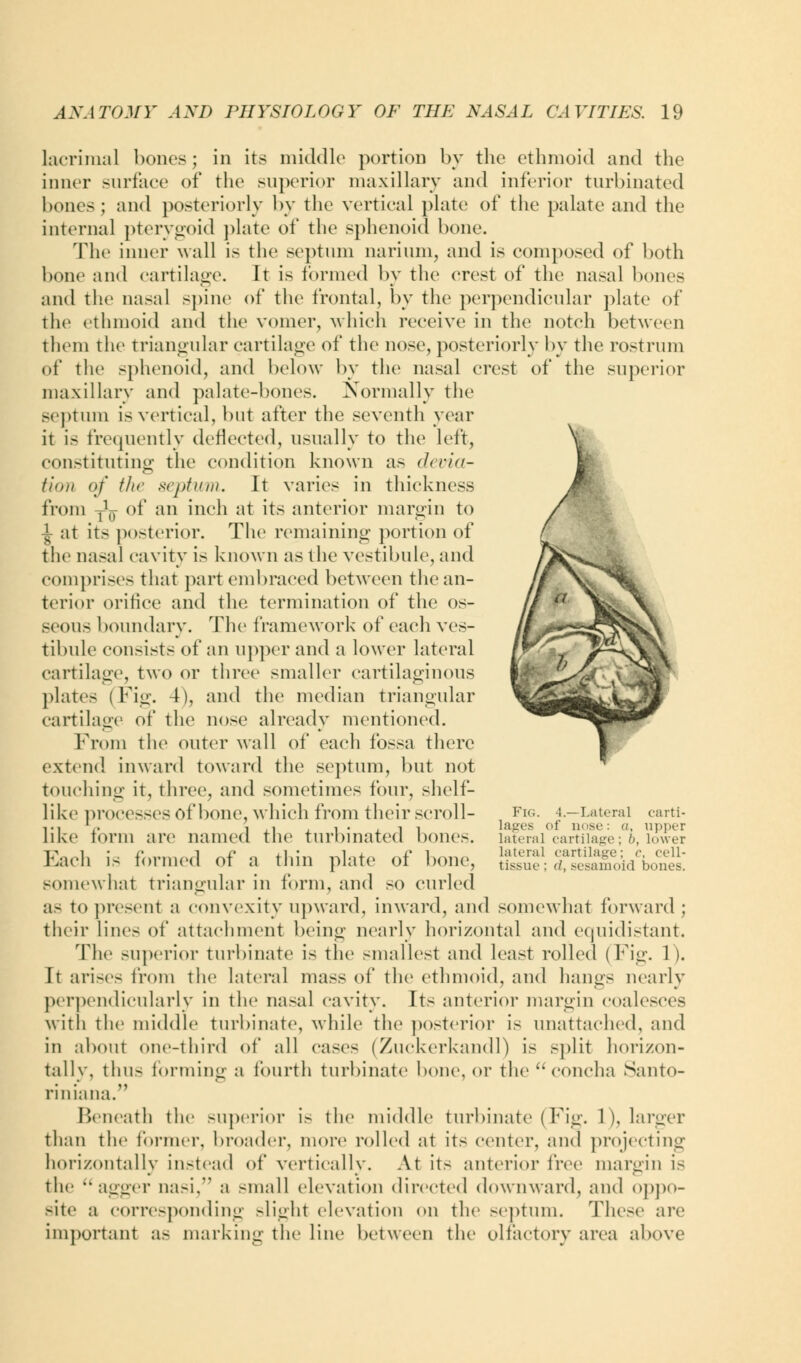lacrimal bones; in its middle portion by the ethmoid and the inner surface of the superior maxillary and inferior turbinated bones ; and posteriorly by the vertical plate of the palate and the internal pterygoid plate of the sphenoid bone. The inner wall is the septum narium, and is composed of both bone and cartilage. It is formed by the crest of the nasal bones and the nasal spine of the frontal, by the perpendicular plate of the ethmoid and the vomer, which receive in the notch between them the triangular cartilage of the nose, posteriorly by the rostrum of the sphenoid, and below by the nasal crest of the superior maxillary and palate-bones. Normally the septum is vertical, but after the seventh year it is frequently deflected, usually to the left, constituting the condition known as devia- tion <>/ the septum. It varies in thickness from J^ of an inch at its anterior margin to 1 at its posterior. The remaining portion of the nasal cavity is known as the vestibule, and comprises that part embraced between the an- terior orifice and the termination of the os- seous boundary. The framework of each ves- tibule consists of an upper and a lower lateral cartilage, two or three smaller cartilaginous plates (Fig. 4), and the median triangular cartilage of the nose already mentioned. From the outer wall of each fossa there extend inward toward the septum, but not touching it, three, and sometimes four, shelf- like processes of bone, which from their scroll- like form are named the turbinated bones. Each is formed of a thin plate of bone, somewhat triangular in form, and so curled as to present a convexity upward, inward, and somewhat forward; their lines of attachment being nearly horizontal and equidistant. The superior turbinate is the smallest and least rolled (Fig. 1). It arises from the lateral mass of the ethmoid, and hangs nearly perpendicularly in the nasal cavity. Its anterior margin coalesces with the middle turbinate, while the posterior is unattached, and in about one-third of all cases (Zuekerkandl) is split horizon- tally, thus forming a fourth turbinate bone, or the concha Santo- riniana. Beneath the superior is the middle turbinate (Fig. L), larger than the former, broader, more rolled at its center, and projecting horizontally instead of vertically. At its anterior free margin is the agger nasi, a small elevation directed downward, and oppo- site a corresponding slight elevation on the septum. These are important as marking the line between the olfactory area above Fig. 4.—Lateral carti- lages of m >st.': a, upper lateral cartilage; b, lower lateral cartilage; c, cell- tissue ; (7, sesamoid bones.