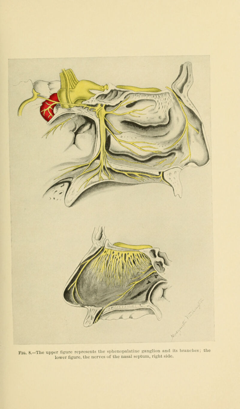 Fig. 8.—The upper Bgure represents the sphenopalatine ganglion and its branches; the lower figure, the nerves of the nasal septum, right side.