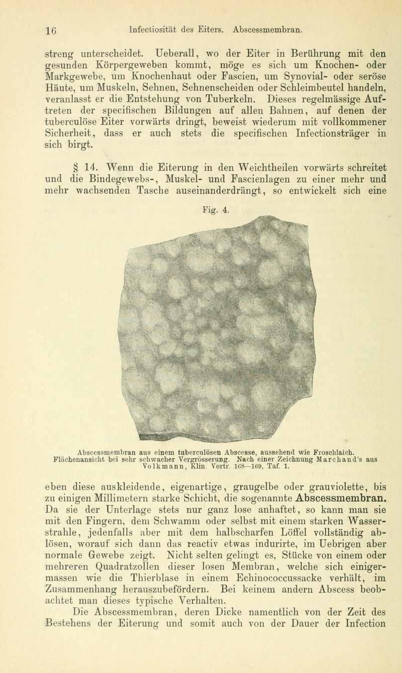 streng unterscheidet. Ueberall, wo der Eiter in Berührung mit den gesunden Körpergeweben kommt, möge es sich um Knochen- oder Markgewebe, um Knochenhaut oder Fascien, um Synovial- oder seröse Häute, um Muskeln, Sehnen, Sehnenscheiden oder Schleimbeutel handeln, veranlasst er die Entstehung von Tuberkeln. Dieses regelmässige Auf- treten der specifischen Bildungen auf allen Bahnen, auf denen der tuberculöse Eiter vorwärts dringt, beweist wiederum mit vollkommener Sicherheit, dass er auch stets die specifischen Infectionsträger in sich birgt. § 14. Wenn die Eiterung in den Weichtheilen vorwärts schreitet und die Bindegewebs-, Muskel- und Fascienlagen zu einer mehr und mehr wachsenden Tasche auseinanderdrängt, so entwickelt sich eine Fig. 4. Abscessmembran aus einem tuberculösen Abscesse, aussehend wie Froschlaich. Flächenansicht bei sehr schwacher Vergrösserung. Nach einer Zeichnung Marchand's aus Volkmann, Klin. Vortr. 168—169, Taf. 1. eben diese auskleidende, eigenartige, graugelbe oder grauviolette, bis zu einigen Millimetern starke Schicht, die sogenannte Abscessmembran. Da sie der Unterlage stets nur ganz lose anhaftet, so kann man sie mit den Fingern, dem Schwamm oder selbst mit einem starken Wasser- strahle, jedenfalls aber mit dem halbscharfen Löffel vollständig ab- lösen, worauf sich dann das reactiv etwas indurirte, im Uebrigen aber normale Gewebe zeigt. Nicht selten gelingt es, Stücke von einem oder mehreren Quadratzollen dieser losen Membran, welche sich einiger- massen wie die Thierblase in einem Echinococcussacke verhält, im Zusammenhang herauszubefördern. Bei keinem andern Abscess beob- achtet man dieses typische Verhalten. Die Abscessmembran, deren Dicke namentlich von der Zeit des Bestehens der Eiterung und somit auch von der Dauer der Infection