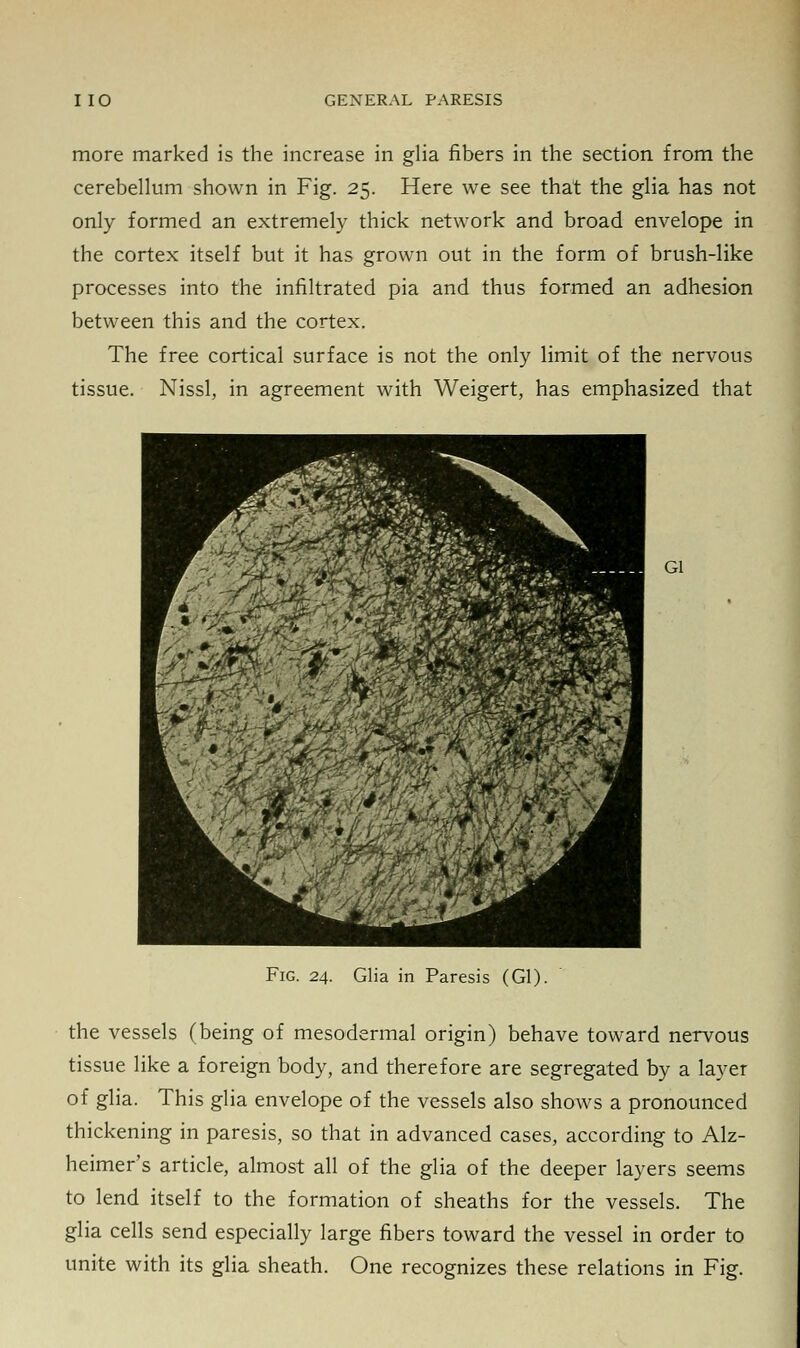 more marked is the increase in glia fibers in the section from the cerebellum shown in Fig. 25. Here we see that the glia has not only formed an extremely thick network and broad envelope in the cortex itself but it has grown out in the form of brush-like processes into the infiltrated pia and thus formed an adhesion between this and the cortex. The free cortical surface is not the only limit of the nervous tissue. Nissl, in agreement with Weigert, has emphasized that Gl Fig. 24. Glia in Paresis (Gl). the vessels (being of mesodermal origin) behave toward nervous tissue like a foreign body, and therefore are segregated by a layer of glia. This glia envelope of the vessels also shows a pronounced thickening in paresis, so that in advanced cases, according to Alz- heimer's article, almost all of the glia of the deeper layers seems to lend itself to the formation of sheaths for the vessels. The glia cells send especially large fibers toward the vessel in order to unite with its glia sheath. One recognizes these relations in Fig.