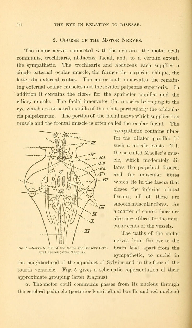 2. Course op the Motor Nerves. The motor nerves connected with the eye are: the motor oculi communis, trochlearis, abducens, facial, and, to a certain extent, the sympathetic. The trochlearis and abducens each supplies a single external ocular muscle, the former the superior oblique, the latter the external rectus. The motor oculi innervates the remain- ing external ocular muscles and the levator palpebrae superioris. In addition it contains the fibres for the sphincter pupillse and the ciliary muscle. The facial innervates the muscles belonging to the eye which are situated outside of the orbit, particularly the orbicula- ris palpebrarum. The portion of the facial nerve which supplies this muscle and the frontal muscle is often called the ocular facial. The sympathetic contains fibres for the dilator pupillse [if such a muscle exists—N.l, the so-called Mueller's mus- cle, which moderately di- lates the palpebral fissure, and for muscular fibres which lie in the fascia that closes the inferior orbital fissure; all of these are smooth muscular fibres. As a matter of course there are also nerve fibres for the mus- cular coats of the vessels. The paths of the motor nerves from the eye to the brain lead, apart from the sympathetic, to nuclei in the neighborhood of the aqueduct of Sylvius and in the floor of the fourth ventricle. Fig. 5 gives a schematic representation of their approximate grouping (after Magnus). a. The motor oculi communis passes from its nucleus through the cerebral peduncle (posterior longitudinal bundle and red nucleus) Fig. 5.—Nerve Nuclei of the Motor and Sensory Cere- bral Nerves (after Magnus).