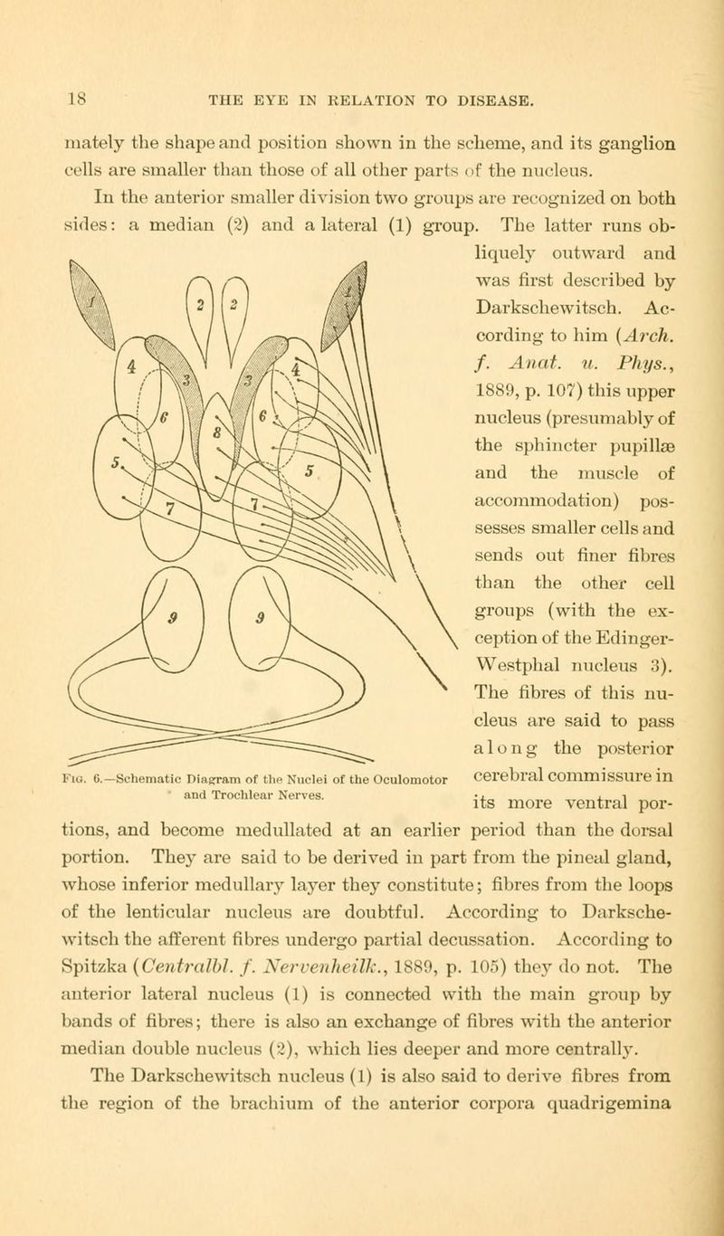 mately the shape and position shown in the scheme, and its ganglion cells are smaller than those of all other parts of the nucleus. In the anterior smaller division two groups are recognized on both sides: a median (2) and a lateral (1) group. The latter runs ob- liquely outward and was first described by Darkschewitsch. Ac- cording to him {Arch, f. Anat. u. Phys., 1889, p. 107) this upper nucleus (presumably of the sphincter pupillse and the muscle of accommodation) pos- sesses smaller cells and sends out finer fibres than the other cell groups (with the ex- ception of the Edinger- Westphal nucleus 3). The fibres of this nu- cleus are said to pass along the posterior cerebral commissure in its more ventral por- tions, and become medullated at an earlier period than the dorsal portion. The}* are said to be derived in part from the pineal gland, whose inferior medullary layer they constitute; fibres from the loops of the lenticular nucleus are doubtful. According to Darksche- witsch the afferent fibres undergo partial decussation. According to Spitzka {Centralbl. f. Nervenheilk., 1880, p. 105) they do not. The anterior lateral nucleus (1) is connected with the main group by bands of fibres; there is also an exchange of fibres with the anterior median double nucleus (2), which lies deeper and more centrally. The Darkschewitsch nucleus (1) is also said to derive fibres from the region of the brachium of the anterior corpora quadrigemina Fig. 6.—Schematic Diagram of the Nuclei of the Oculomotor and Trochlear Nerves.