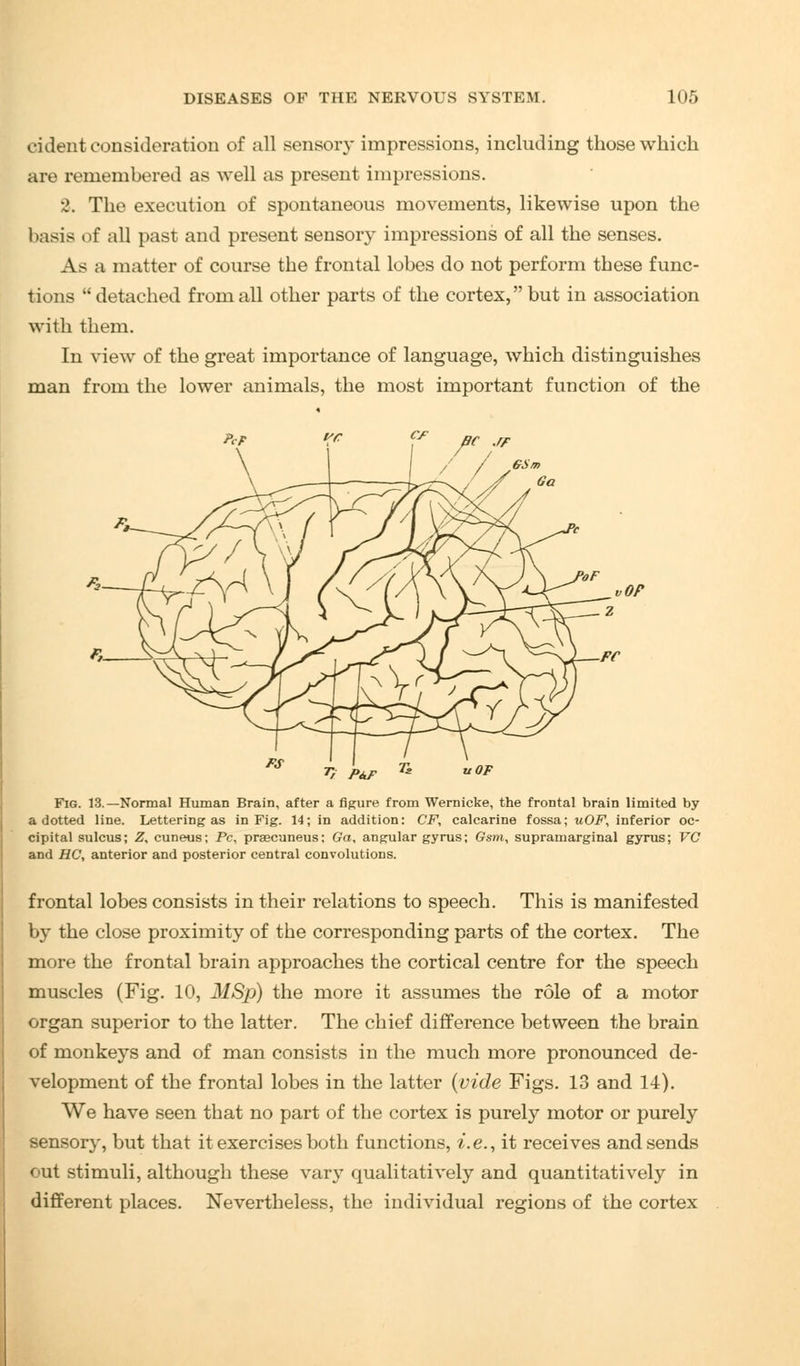 cident consideration of all sensory impressions, including those which are remembered as well as present impressions. •■>. The execution of spontaneous movements, likewise upon the basis of all past and present sensory impressions of all the senses. As a matter of course the frontal lobes do not perform these func- tions detached from all other parts of the cortex, but in association with them. In view of the great importance of language, which distinguishes man from the lower animals, the most important function of the vOP Fig. 13.—Normal Human Brain, after a figure from Wernicke, the frontal brain limited by a dotted line. Lettering as in Fig. 14; in addition: CF, calcarine fossa; wOF, inferior oc- cipital sulcus; Z, cuneus; Pc, praecuneus; Ga, angular gyrus; Gsm, supramarginal gyrus; VC and HCy anterior and posterior central convolutions. frontal lobes consists in their relations to speech. This is manifested by the close proximity of the corresponding parts of the cortex. The more the frontal brain approaches the cortical centre for the speech muscles (Fig. 10, MSp) the more it assumes the role of a motor organ superior to the latter. The chief difference between the brain of monkeys and of man consists in the much more pronounced de- velopment of the frontal lobes in the latter (vide Figs. 13 and 14). We have seen that no part of the cortex is purely motor or purely sensory, but that it exercises both functions, i.e., it receives and sends out stimuli, although these vary qualitatively and quantitatively in different places. Nevertheless, the individual regions of the cortex