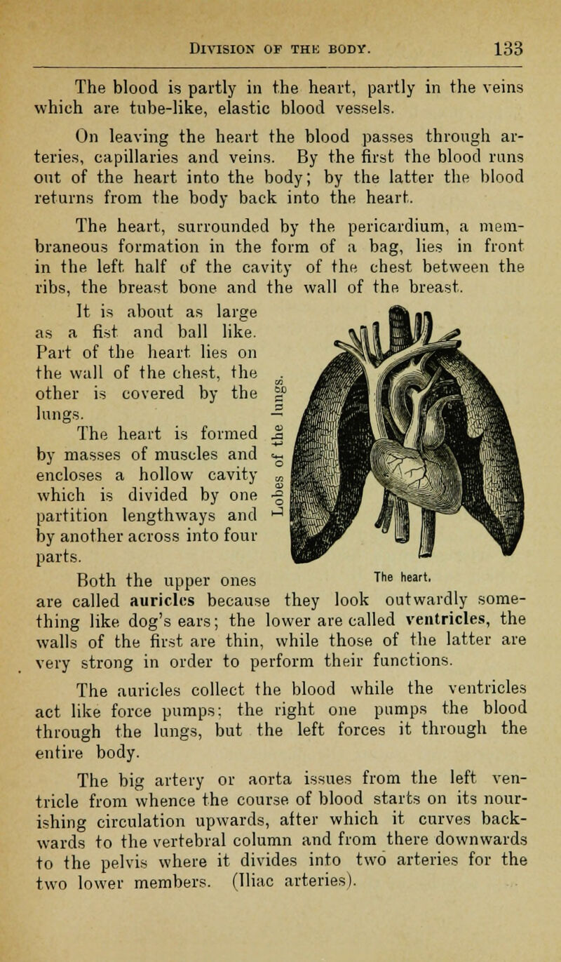 The blood is partly in the heart, partly in the veins which are tube-like, elastic blood vessels. On leaving the heart the blood passes through ar- teries, capillaries and veins. By the first the blood runs out of the heart into the body; by the latter the blood returns from the body back into the heart. The heart, surrounded by the pericardium, a mem- braneous formation in the form of a bag, lies in front in the left half of the cavity of the chest between the ribs, the breast bone and the wall of the breast. It is about as large as a fist and ball like. Part of the heart lies on the wall of the chest, the ' CO other is covered by the ?? lungs. — The heart is formed j§ by masses of muscles and =« encloses a hollow cavity which is divided by one •§ partition lengthways and ' by another across into four parts. Both the upper ones The heart' are called auricles because they look outwardly some- thing like dog's ears; the lower are called ventricles, the walls of the first are thin, while those of the latter are very strong in order to perform their functions. The auricles collect the blood while the ventricles act like force pumps: the right one pumps the blood through the lungs, but the left forces it through the entire body. The big artery or aorta issues from the left ven- tricle from whence the course of blood starts on its nour- ishing circulation upwards, after which it curves back- wards to the vertebral column and from there downwards to the pelvis where it divides into two arteries for the two lower members. (Iliac arteries).