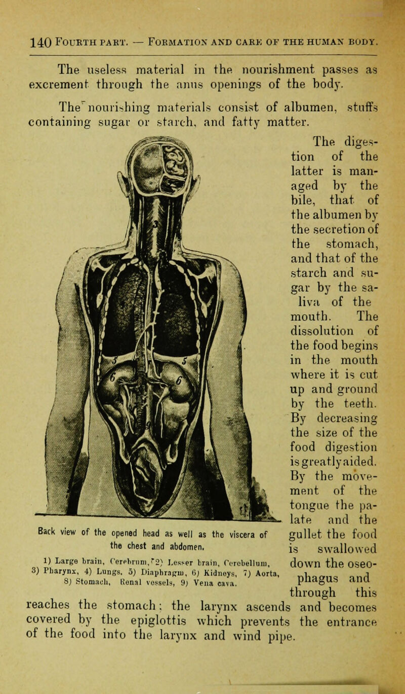 The useless material in the nourishment passes as excrement through the anus openings of the body. The nourishing materials consist of albumen, stuffs containing sugar or starch, and fatty matter. The diges- tion of the latter is man- aged by the bile, that of the albumen by the secretion of the stomach, and that of the starch and su- gar by the sa- liva of the mouth. The dissolution of the food begins in the mouth where it is cut up and ground by the teeth. By decreasing the size of the food digestion is greatly aided. By the move- ment of the tongue the pa- late and the gullet the food is swallowed down the oseo- phagus and through this reaches the stomach: the larynx ascends and becomes covered by the epiglottis which prevents the entrance of the food into the larynx and wind pipe. Back view of the opened head as well as the viscera of the chest and abdomen. 1) Large brain, C'eretinim/o) Lesi-er brain, rVrobellum, 3) Pharynx, 4) Lungs. 5) Diaphragm, 6) Kidneys, 1) Aorta, 8) Stomach, Renal vessels, 9) Vena cava.