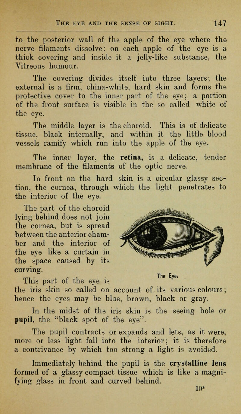 to the posterior wall of the apple of the eye where the nerve filaments dissolve: on each apple of the eye is a thick covering and inside it a jelly-like substance, the Vitreous humour. The covering divides itself into three layers; the external is a firm, china-wliite, hard skin and forms the protective cover to the inner part of the eye; a portion of the front surface is visible in the so called white of the eye. The middle layer is the choroid. This is of delicate tissue, black internally, and within it the little blood vessels ramify which run into the apple of the eye. The inner layer, the retina, is a delicate, tender membrane of the filaments of the optic nerve. In front on the hard skin is a circular glassy sec- tion, the cornea, through which the light penetrates to the interior of the eye. The part of the choroid lying behind does not join the cornea, but is spread between the anterior cham- ber and the interior of the eye like a curtain in the space caused by its curving. Thfi Ev6 This part of the eye is the iris skin so called on account of its various colours; hence the eyes may be blue, brown, black or gray. In the midst of the iris skin is the seeing hole or pupil, the black spot of the eye. The pupil contracts or expands and lets, as it were, more or less light fall into the interior; it is therefore a contrivance by which too strong a light is avoided. Immediately behind the pupil is the crystalline lens formed of a glassy compact tissue which is like a magni- fying glass in front and curved behind. 10*