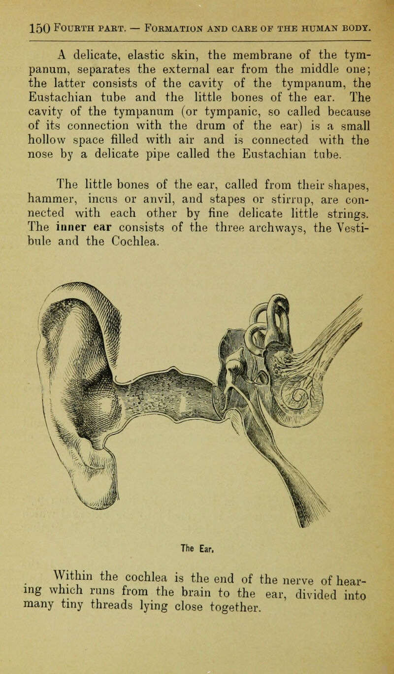 A delicate, elastic skin, the membrane of the tym- panum, separates the external ear from the middle one; the latter consists of the cavity of the tympanum, the Eustachian tube and the little bones of the ear. The cavity of the tympanum (or tympanic, so called because of its connection with the drum of the ear) is a small hollow space filled with air and is connected with the nose by a delicate pipe called the Eustachian tube. The little bones of the ear, called from their shapes, hammer, incus or anvil, and stapes or stirrup, are con- nected with each other by fine delicate little strings. The inner ear consists of the three archways, the Vesti- bule and the Cochlea. The Ear. Within the cochlea is the end of the nerve of hear- ing which runs from the brain to the ear, divided into many tiny threads lying close together.