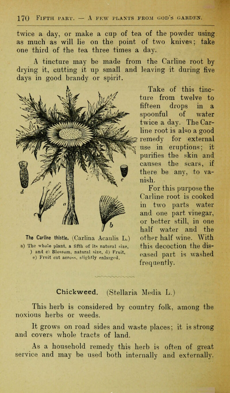 twice a day, or make a cup of tea of the powder using as much as will lie on the point of two knives; take one third of the tea three times a day. A tincture may be made from the Carline root by drying it, cutting it up small and leaving it during five days in good brandy or spirit. Take of this tinc- ture from twelve to fifteen drops in a spoonful of water twice a day. The Car- line root is also a good remedy for external use in eruptions; it purifies the skin and causes the scars, if there be any, to va- nish. For this purpose the Carline root is cooked in two parts water and one part vinegar, or better still, in one half water and the other half wine. With this decoction the dis- eased part is washed frequently. The Carline thistle. (Carlina Acaulis L.) a) The whole plant, a fifth of its natural size, ) and c) Blossom, natural size, il) Fruit, e) Frnit cut across, slightly enlarged. Chickweed. (Stellaria Media L.) This herb is considered by country folk, among the noxious herbs or weeds. It grows on road sides and waste places; it is strong and covers whole tracts of land. As a household remedy this herb is often of great service and may be used both internally and externally.