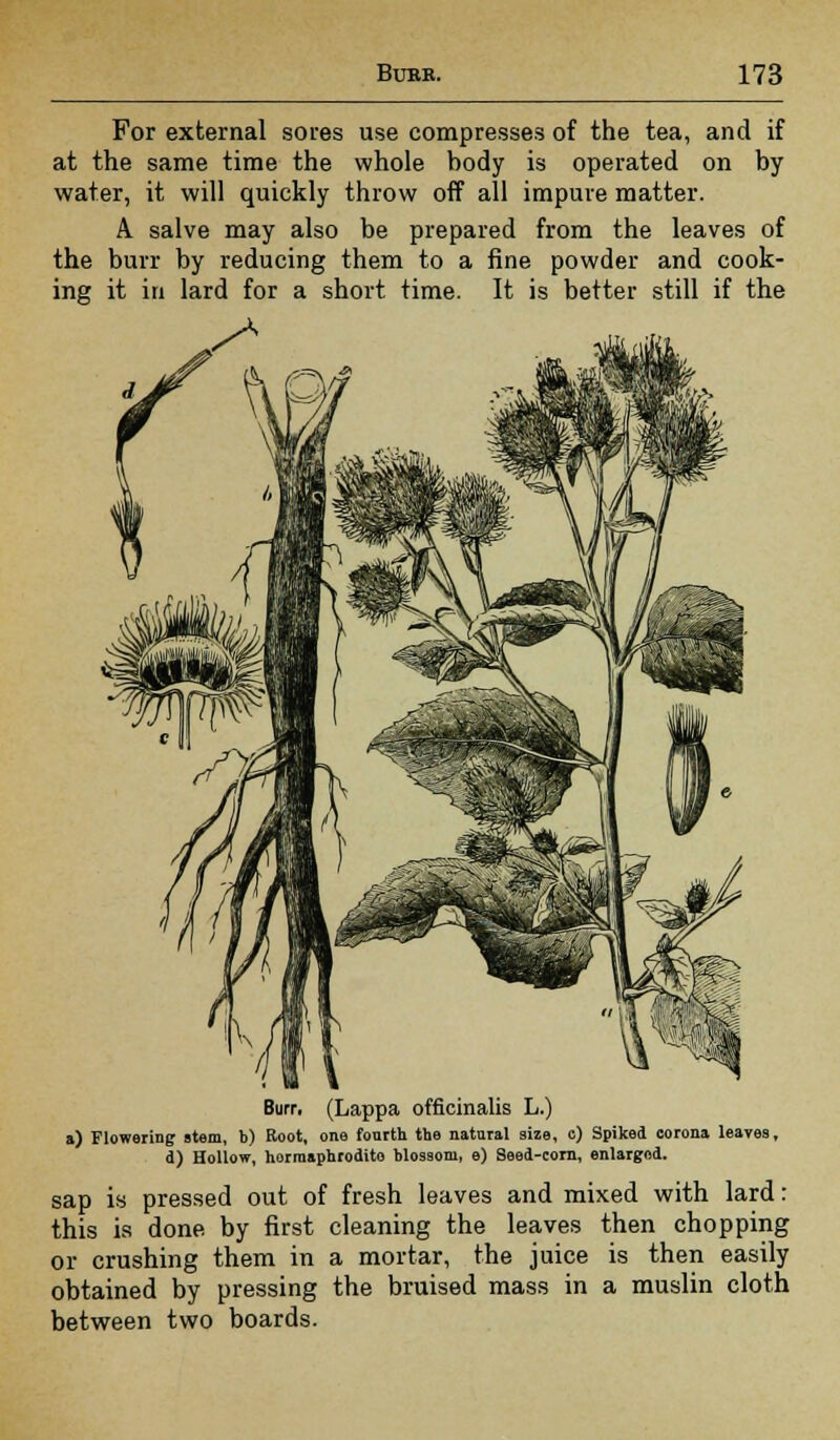 For external sores use compresses of the tea, and if at the same time the whole body is operated on by water, it will quickly throw off all impure matter. A. salve may also be prepared from the leaves of the burr by reducing them to a fine powder and cook- ing it in lard for a short time. It is better still if the Burr, (Lappa officinalis L.) a) Flowering stem, b) Boot, one fourth the natural size, c) Spiked corona leaves, d) Hollow, horraaphrodito blossom, e) Seed-corn, enlarged. sap is pressed out of fresh leaves and mixed with lard: this is done by first cleaning the leaves then chopping or crushing them in a mortar, the juice is then easily obtained by pressing the bruised mass in a muslin cloth between two boards.