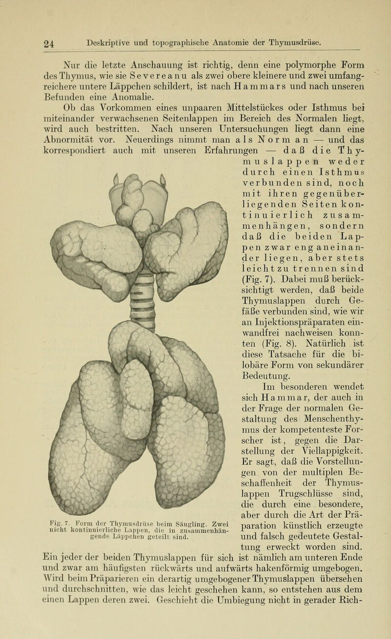 Nur die letzte Anschauung ist richtig, denn eine polymorphe Form des Thymus, wie sie S e v e r e a n u als zwei obere kleinere und zwei umfang- reichere untere Läppchen schildert, ist nach Hammars und nach unseren Befunden eine Anomalie. Ob das Vorkommen eines unpaaren Mittelstückes oder Isthmus bei miteinander verwachsenen Seitenlappen im Bereich des Normalen liegt, wird auch bestritten. Nach unseren Untersuchungen liegt dann eine Abnormität vor. Neuerdings nimmt man als Norm an — und das korrespondiert auch mit unseren Erfahrungen — daß die T* h y- muslappen weder . durch einen Isthmus y^Ny verbunden sind, noch mit ihren gegenüber- liegenden Seiten kon- tinuierlich zusam- menhängen, sondern daß die beiden Lap- pen zwar eng aneinan- der liegen, aber stets leichtzu trennen sind (Fig. 7). Dabei muß berück- sichtigt werden, daß beide Thymuslappen durch Ge- fäße verbunden sind, wie wir an Inj ektionspräparaten ein- wandfrei nachweisen konn- ten (Fig. 8). Natürlich ist diese Tatsache für die bi- lobäre Form von sekundärer Bedeutung. Im besonderen wendet sich H a m m a r, der auch in der Frage der normalen Ge- staltung des Menschenthy- mus der kompetenteste For- scher ist, gegen die Dar- stellung der Viellappigkeit. Er sagt, daß die Vorstellun- gen von der multiplen Be- schaffenheit der Thymus- lappen Trugschlüsse sind, die durch eine besondere, aber durch die Art der Prä- paration künstlich erzeugte und falsch gedeutete Gestal- Fig. 7. Form der Thymusdrüse beim Säugling. Zwei nicht kontinuierliche Lappen, die in zusammenhän- gende Läppchen geteilt sind. tung erweckt worden sind. Ein jeder der beiden Thymuslappen für sich ist nämlich am unteren Ende und zwar am häufigsten rückwärts und aufwärts hakenförmig umgebogen. Wird beim Präparieren ein derartig umgebogener Thymuslappen übersehen und durchschnitten, wie das leicht geschehen kann, so entstehen aus dem einen Lappen deren zwei. Geschieht die Umbiegung nicht in gerader Rieh-