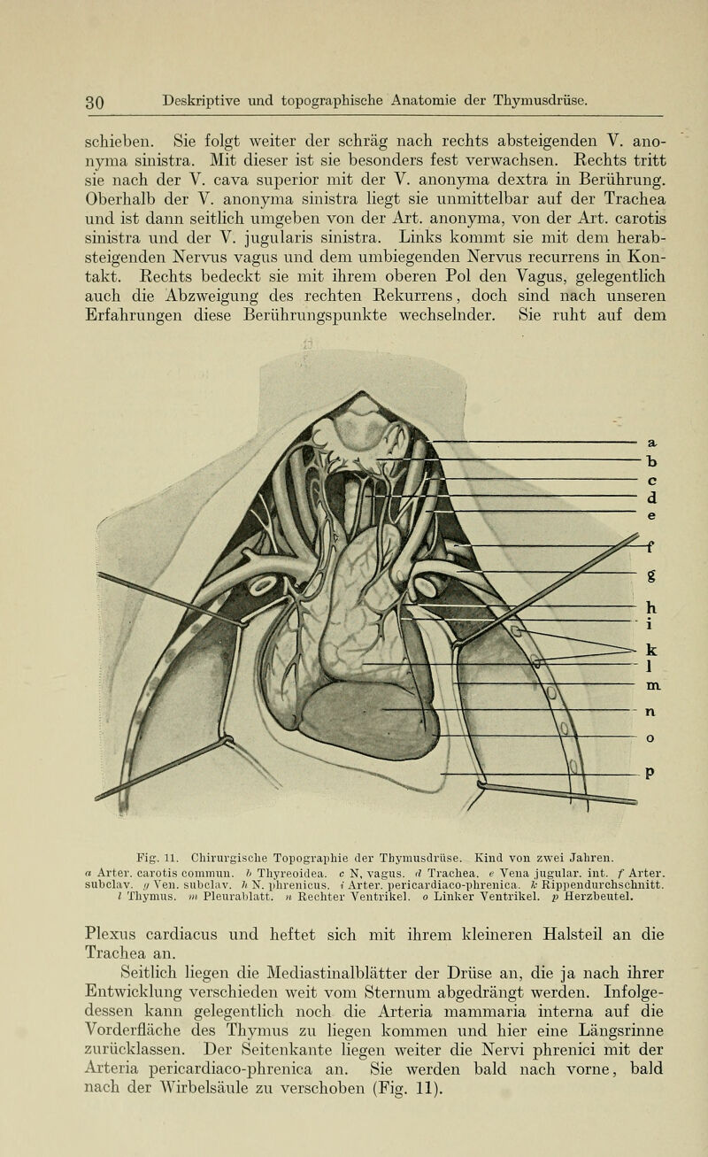 schieben. Sie folgt weiter der schräg nach rechts absteigenden V. ano- nyma sinistra. Mit dieser ist sie besonders fest verwachsen. Rechts tritt sie nach der V. cava superior mit der V. anonyma dextra in Berührung. Oberhalb der V. anonyma sinistra liegt sie unmittelbar auf der Trachea und ist dann seitlich umgeben von der Art. anonyma, von der Art. carotis sinistra und der V. jugularis sinistra. Links kommt sie mit dem herab- steigenden Nervus vagus und dem umbiegenden Nervus recurrens in Kon- takt. Rechts bedeckt sie mit ihrem oberen Pol den Vagus, gelegentlich auch die Abzweigung des rechten Rekurrens, doch sind nach unseren Erfahrungen diese Berührungspunkte wechselnder. Sie ruht auf dem Fig. 11. Chirurgische Topographie der Thymusdrüse. Kind von zwei Jahren. a Arter. carotis commun. h Thyreoidea, c N, vagus. d Trachea, <? Vena jugular. int. f Arter. subclav. // Yen. subclav. Ji N. phrenicus. ?' Arter. pericardiaco-phrenica. k Rippendurchschnitt. l Thymus. »> Pleurablatt, n Rechter Ventrikel, o Linker Ventrikel, p Herzbeutel. Plexus cardiacus und heftet sich mit ihrem kleineren Halsteil an die Trachea an. Seitlich liegen die Mediastinalblätter der Drüse an, die ja nach ihrer Entwicklung verschieden weit vom Sternum abgedrängt werden. Infolge- dessen kann gelegentlich noch die Arteria mammaria interna auf die Vordernäche des Thymus zu liegen kommen und hier eine Längsrinne zurücklassen. Der Seitenkante liegen weiter die Nervi phrenici mit der Arteria pericardiaco-phrenica an. Sie werden bald nach vorne, bald nach der Wirbelsäule zu verschoben (Fig. 11).
