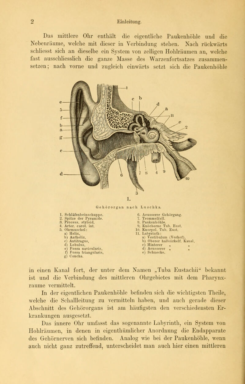 Das mittlere Ohr enthält die eigentliche Paukenhöhle und die Nebenräume, welche mit dieser in Verbindung stehen. Nach rückwärts schliesst sich an dieselbe ein System von zelligen Hohlräumen an, welche fast ausschliesslich die ganze Masse des Warzenfortsatzes zusammen- setzen; nach vorne und zugleich einwärts setzt sich die Paukenhöhle Gehörorgan nach Luschka. 1. Schläfenbeinschuppe. 6. Aeusserer Gehörgang. 2. Spitze der Pyramide. 7. Trommeltell. 3. Proeess. styloid. 8. Paukenhöhle. 4. Arter. carot. int. 9. Knöcherne Tuh. Eust. 5. Ohrmuschel: 10. Knorpel. Tub. Eust. a) Helix, 11. Labyrinth: V.) Anthelix, a) Vestilmlum (Vorhof). c) Antitragus, h) Oberer halbzirkelf. Kanal d) Lohulus, c) Hinterer „ „ ej Fossa navicularis, fj Fossa triangularis, d) Aeusserer „ „ e) Schnecke. g) Concha. in einen Kanal fort, der unter dem Namen „Tuba Eustachii bekannt ist und die Verbindung des mittleren Ohrgebietes mit dem Pharvnx- raume vermittelt. In der eigentlichen Paukenhöhle befinden sich die wichtigsten Theile, welche die Schallleitung zu vermitteln haben, und auch gerade dieser Abschnitt des Gehörorgans ist am häufigsten den verschiedensten Er- krankungen ausgesetzt. Das innere Ohr umfasst das sogenannte Labyrinth, ein System TOD Hohlräumen, in denen in eigenthümlicher Anordnung die Endapparate des Gehörnerven sich befinden. Analog wie bei der Paukenhöhle, wenn auch nicht ganz zutreffend, unterscheidet man auch hier einen mittleren