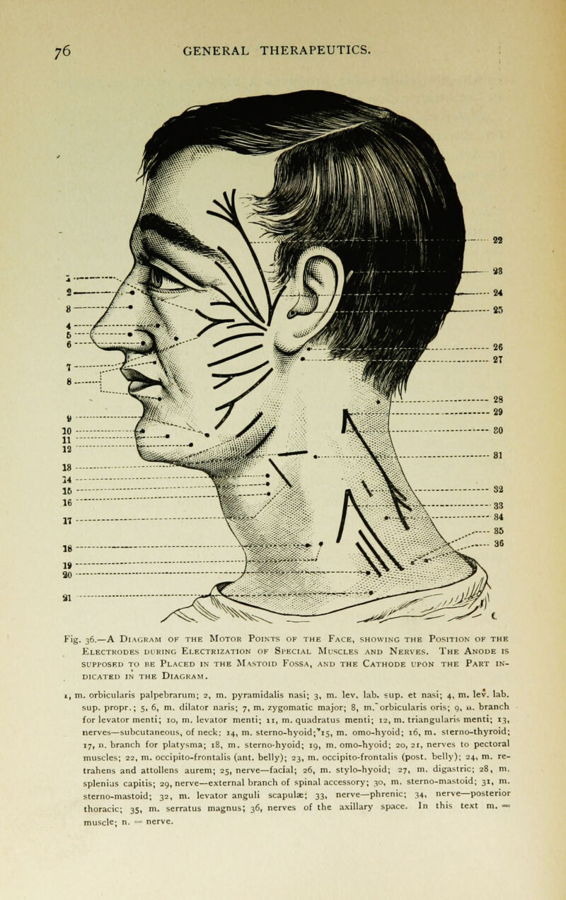 Fig. 36.—A Diagram of the Motor Points of the Face, showing the Position of the Electrodes during Electrization of Special Muscles and Nerves. The Anode is supposed to be Placed in the Mastoid Fossa, and the Cathode upon the Part in- dicated in the Diagram. i, m. orbicularis palpebrarum; 2, m. pyramidalis nasi; 3, m. lev. lab. sup. et nasi; 4, m. lev. lab. sup. propr.; 5, 6, m. dilator naris; 7, m. zygomatic major; 8, m. orbicularis oris; 9, u. branch for levator menti; 10, m. levator menti; 11, m. quadratus menti; 12, m. triangularis menti; 13, nerves—subcutaneous, of neck: 14, m. sterno-hyoid;*i5, m. omo-hyoid; 16, m. sterno-thyroid; 17, 11. branch for platysma; 18, m. sterno-hyoid; 19, m. omo-hyoid; 20, 21, nerves to pectoral muscles; 22, m. occipito-frontalis (ant. belly); 23, m. occipito-frontalis (post, belly); 24, m. re- trahens and attollens aurem; 25, nerve—facial; 26, m. stylo-hyoid; 27, m. digastric; 28, m. splenius capitis; 29, nerve—external branch of spinal accessory; 30, m. sterno-mastoid; 31, m. sterno-mastoid; 32, m. levator anguli scapulae; 33, nerve—phrenic; 34, nerve—posterior thoracic; 35, m. serratus magnus; 36, nerves of the axillary space. In this text m. *= muscle; n. =« nerve.