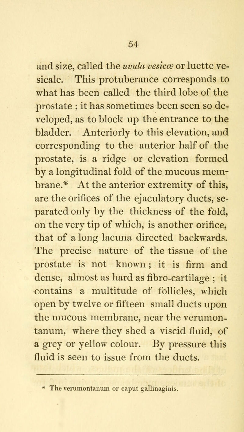 and size, called the uvula vesica? or luette ve- sicale. This protuberance corresponds to what has been called the third lobe of the prostate ; it has sometimes been seen so de- veloped, as to block up the entrance to the bladder. Anteriorly to this elevation, and corresponding to the anterior half of the prostate, is a ridge or elevation formed by a longitudinal fold of the mucous mem- brane.* At the anterior extremity of this, are the orifices of the ejaculatory ducts, se- parated only by the thickness of the fold, on the very tip of which, is another orifice, that of a long lacuna directed backwards. The precise nature of the tissue of the prostate is not known; it is firm and dense, almost as hard as fibro-cartilage ; it contains a multitude of follicles, which open by twelve or fifteen small ducts upon the mucous membrane, near the verumon- tanum, where they shed a viscid fluid, of a grey or yellow colour. By pressure this fluid is seen to issue from the ducts. * The verumontanum or caput gallinaginis.