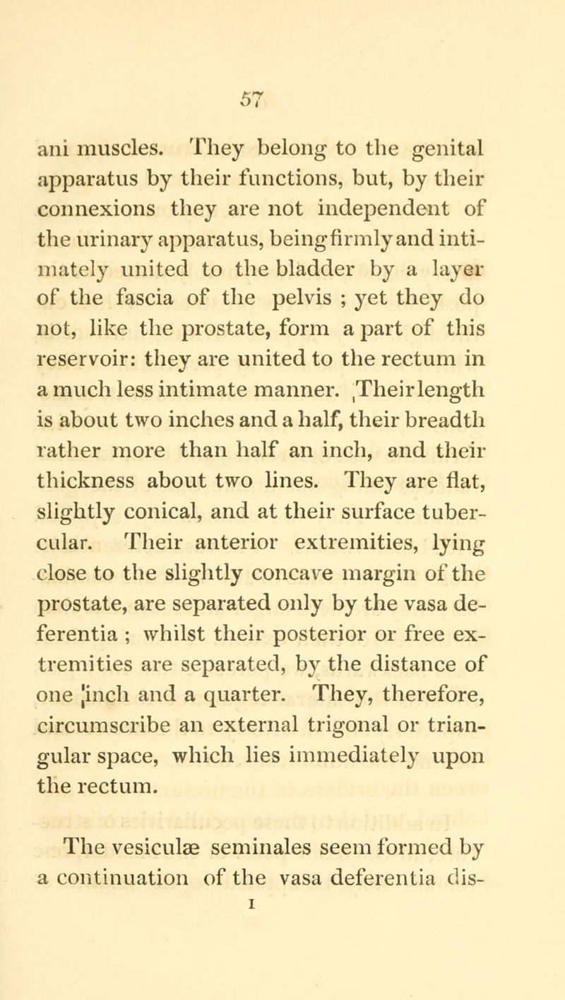 ani muscles. They belong to the genital apparatus by their functions, but, by their connexions they are not independent of the urinary apparatus, being firmly and inti- mately united to the bladder by a layer of the fascia of the pelvis ; yet they do not, like the prostate, form a part of this reservoir: they are united to the rectum in a much less intimate manner. (Their length is about two inches and a half, their breadth rather more than half an inch, and their thickness about two lines. They are flat, slightly conical, and at their surface tuber- cular. Their anterior extremities, lying close to the slightly concave margin of the prostate, are separated only by the vasa de- ferentia ; whilst their posterior or free ex- tremities are separated, by the distance of one Jinch and a quarter. They, therefore, circumscribe an external trigonal or trian- gular space, which lies immediately upon the rectum. The vesiculae seminales seem formed by a continuation of the vasa deferentia clis- i