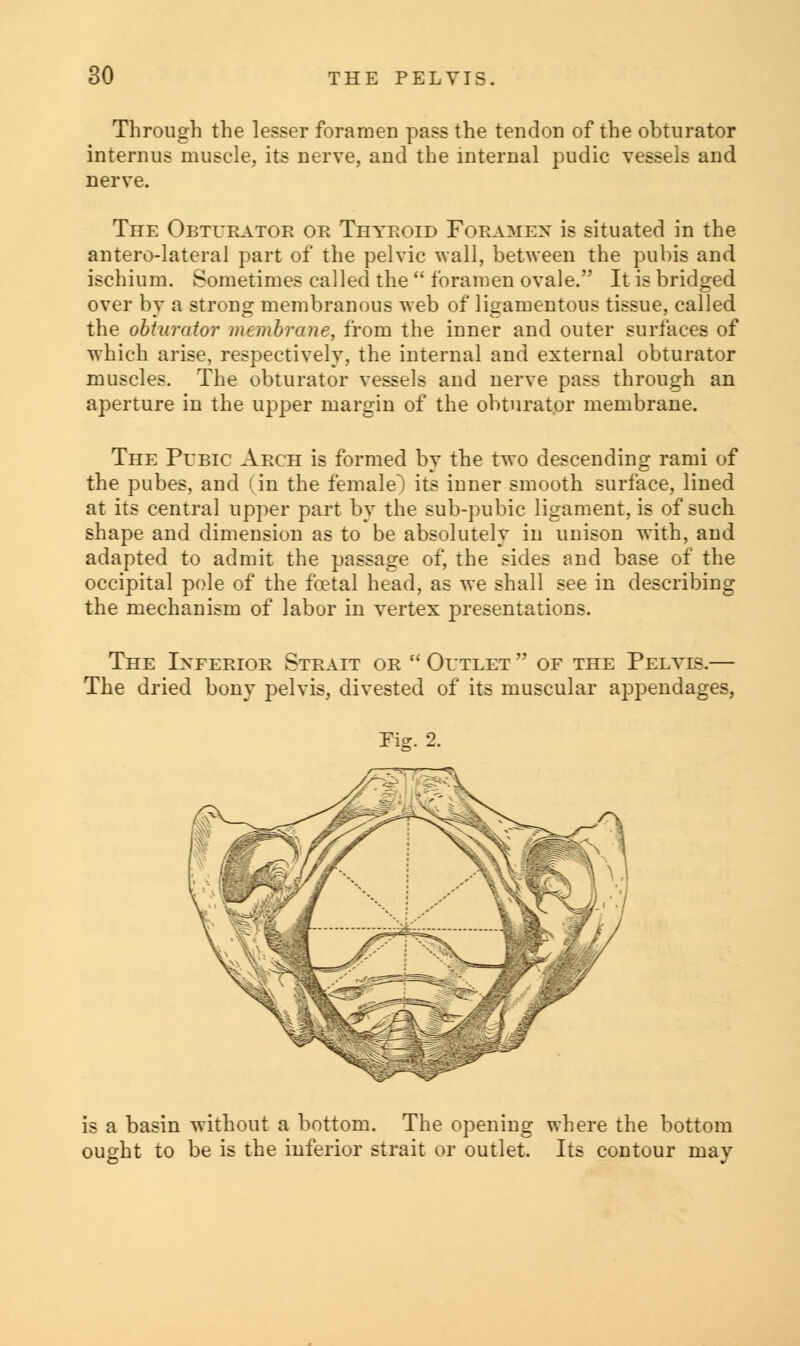 Through the lesser foramen pass the tendon of the obturator interims muscle, its nerve, and the internal pudic vessels and nerve. The Obturator or Thyroid Foramen is situated in the anterolateral part of the pelvic wall, between the pubis and ischium. Sometimes called the  foramen ovale. It is bridged over by a strong membranous web of ligamentous tissue, called the obturator membrane, from the inner and outer surfaces of which arise, respectively, the internal and external obturator muscles. The obturator vessels and nerve pass through an aperture in the upper margin of the obturator membrane. The Pubic Arch is formed by the two descending rami of the pubes, and (in the female^) its inner smooth surface, lined at its central upper part by the sub-pubic ligament, is of such shape and dimension as to be absolutely in unison with, and adapted to admit the passage of, the sides and base of the occipital pole of the foetal head, as we shall see in describing the mechanism of labor in vertex presentations. The Inferior Strait or  Outlet  of the Pelvis.— The dried bony pelvis, divested of its muscular appendages, Me. 2. is a basin without a bottom. The opening where the bottom ought to be is the inferior strait or outlet. Its contour may
