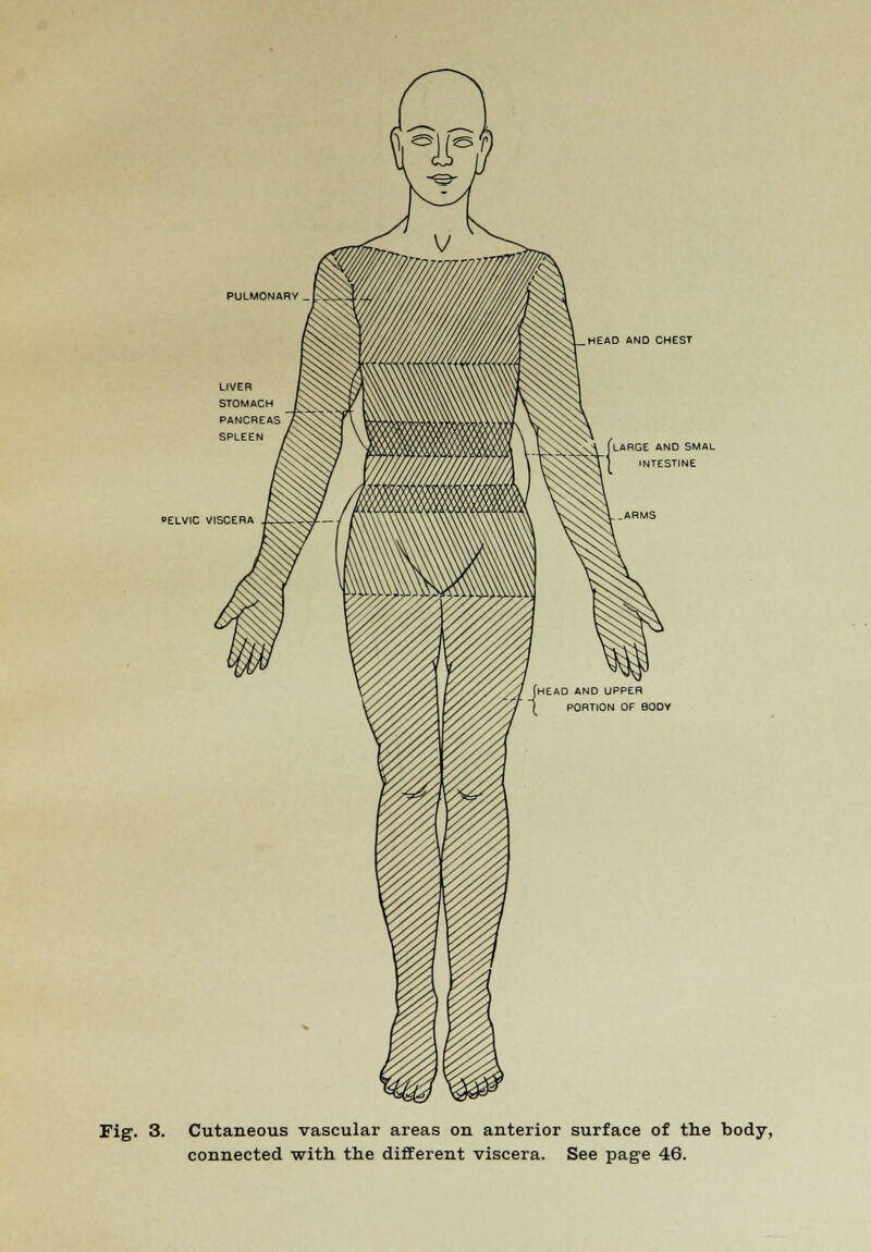 LIVER STOMACH PANCREAS SPLEEN HEAD AND CHEST (large and SMAL INTESTINE OELVIC VISCERA Fig. 3. Cutaneous vascular areas on anterior surface of the body, connected with the different viscera. See page 46.