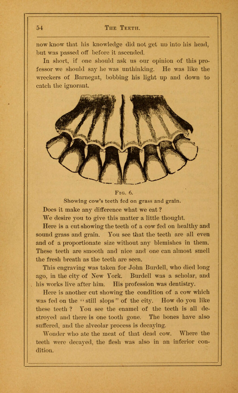 now know that his knowledge did not get uo into his head, but was passed off before it ascended. In short, if one should ask us our opinion of this pro- fessor we should say he was unthinking. He was like the wreckers of Barnegat, bobbing his light up and down to catch the ignorant. Fig. 6. Showing cow's teeth fed on grass and grain. Does it make any difference what we eat ? We desire you to give this matter a little thought. Here is a cut showing the teeth of a cow fed on healthy and sound grass and grain. You see that the teeth are all even and of a proportionate size without any blemishes in them. These teeth are smooth and nice and one can almost smell the fresh breath as the teeth are seen. This engraving was taken for John Bardell, who died long ago, in the city of New York. Burdell was a scholar, and his works live after him. His profession was dentistry. Here is another cut showing the condition of a cow which was fed on the still slops  of the city. How do you like these teeth ? You see the enamel of the teeth is all de- stroyed and there is one tooth gone. The bones have also suffered, and the alveolar process is decaying. Wonder who ate the meat of that dead cow. Where the teeth were decayed, the flesh was also in an inferior con- dition.