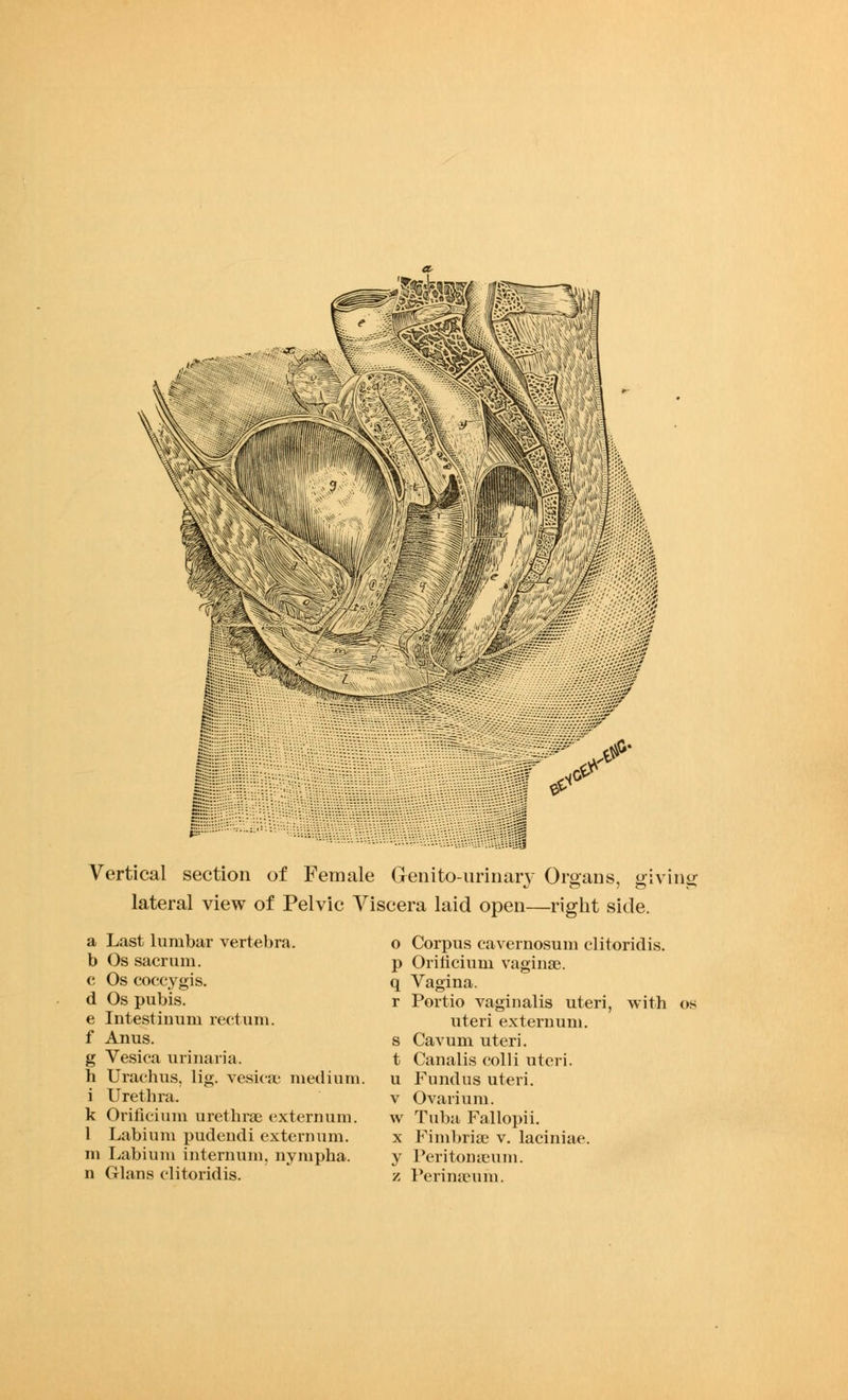 Vertical section of Female Genito-urinary Organs, giving lateral view of Pelvic Viscera laid open—right side. a Last lumbar vertebra. b Os sacrum. c Os coccygis. d Os pubis. e Intestiuum rectum. f Anus. g Vesica urinaria. h Urachus, lig. vesica; medium. i Urethra. k Orificium urethrse externum. 1 Labium pudendi externum. m Labium internum, nympha. n Glaus clitoridis. o Corpus cavernosum clitoridis. p Orificium vaginae. q Vagina. r Portio vaginalis uteri, with os uteri externum, s Cavum uteri. t Canalis colli uteri. u Fundus uteri, v Ovarium. w Tuba Fallopii. x Fimbria1 v. laciniae. y Peritonaeum. z Perimeuni.