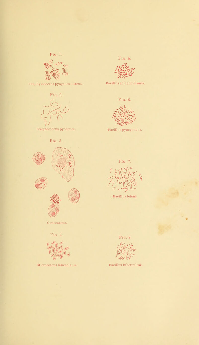 .,..•; • .;.:•:'• -nipln I i • aureus Pig. 5. Bacillus coli communis. Fig. 6. Bacillus pyocyaneus. Flo. 7 ft WM$> r- f Bacillus U'tani. Fig. 4. eolaius Bacillus tuberculosis.