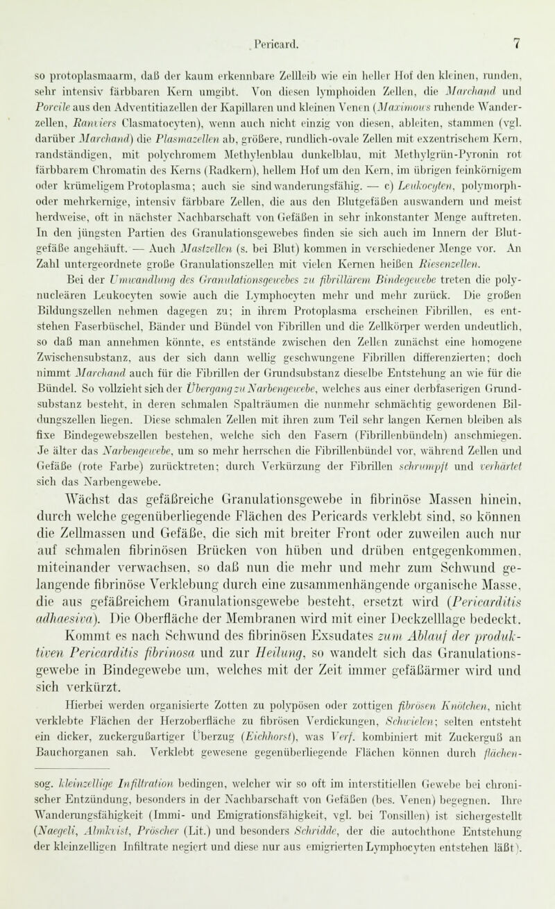 so protoplasmaarm, daß der kaum erkennbare Zellleib wie ein heller Hof den kleinen, runden, sehr intensiv färbbaren Kern umgibt. Von diesen lymphoiden Zellen, die Marchand und Porcile aus den Adventitiazellen der Kapillaren und kleinen Venen {Maximums ruhende Wander- zellen, Raniiers Clasmatocyten), wenn auch nicht einzig von diesen, ableiten, stammen (vgl. darüber Marchand) die Plasmazellen ab, größere, rundlich-ovale Zellen mit exzentrischem Kern, randständigen, mit polychromem Methylenblau dunkelblau, mit Methylgrün-Pyronin rot färbbarem Chromatin des Kerns (Radkern), hellem Hof um den Kern, im übrigen feinkörnigem oder krümeligem Protoplasma; auch sie sind wanderungsfähig.— c) Leukocyten, polymorph- oder mehrkernige, intensiv färbbare Zellen, die aus den Blutgefäßen auswandern und meist herdweise, oft in nächster Nachbarschaft von Gefäßen in sehr inkonstanter Menge auftreten. In den jüngsten Partien des Granulationsgewebes finden sie sich auch im Innern der Blut- gefäße angehäuft. — Auch Mastzellen (s. bei Blut) kommen in verschiedener Menge vor. An Zahl untergeordnete große Granulationszellen mit vielen Kernen heißen Riesen-ellen. Bei der Umwandlung des Granulationsgewebes zu fibrillärem Bindegewebe treten die poly- nucleären Leukocyten sowie auch die Lymphocvten mehr und mehr zurück. Die großen Bildungszellen nehmen dagegen zu; in ihrem Protoplasma erscheinen Fibrillen, es ent- stehen Faserbüschel, Bänder und Bündel von Fibrillen und die Zellkörper werden undeutlich, so daß man annehmen könnte, es entstände zwischen den Zellen zunächst eine homogene Zwischensubstanz, aus der sich dann wellig geschwungene Fibrillen differenzierten; doch nimmt Marchand auch für die Fibrillen der Grundsubstanz dieselbe Entstehung an wie für die Bündel. So vollzieht sich der Übergang zu Narbengewebe, welches aus einer derbfaserigen Grund- substanz besteht, in deren sehmalen Spalträumen die nunmehr schmächtig gewordenen Bil- dungszellen hegen. Diese schmalen Zellen mit ihren zum Teil sehr langen Kernen bleiben als fixe Bindegewebszellen bestehen, welche sich den Fasern (Fibiülenbündeln) anschmiegen. Je älter das Narbengewebe, um so mehr herrschen die Fibrillenbündel vor, während Zellen und Gefäße (rote Farbe) zurücktreten; durch Verkürzung der Fibrillen schrumpft und verhärtet sich das Narbengewebe. Wächst das gefäßreiche Granulationsgewebe in fibrinöse Massen hinein, durch welche gegenüberliegende Flächen des Pericards verklebt sind, so können die Zellmassen und Gefäße, die sich mit breiter Front oder zuweilen auch nur auf schmalen fibrinösen Brücken von hüben und drüben entgegenkommen, miteinander verwachsen, so daß nun die mehr und mehr zum Schwund ge- langende fibrinöse Verklebung durch eine zusammenhängende organische Masse. die aus gefäßreichem Granulationsgewebe besteht, ersetzt wird (Pericarditis adhaesiva). Die Oberfläche der Membranen wird mit einer Deckzelllage bedeckt. Kommt es nach Schwund des fibrinösen Exsudates zum Ablauf der produk- tiven Pericarditis fibrinöse/, und zur Heilung, so wandelt sich das Granulations- gewebe in Bindegewebe um. welches mit der Zeit immer gefäßärmer wird und sich verkürzt. Hierbei werden organisierte Zotten zu polypösen oder zottigen fibrösen Knötchen, nicht verklebte Flächen der Herzoberfläche zu fibrösen Verdickungen, Schwielen; selten entsteht ein dicker, zuckergußartiger Überzug (Eiehhorsi), was Verf. kombiniert mit Zuckerguß an Bauchorganen sah. Verklebt gewesene gegenüberliegende Flächen können durch flächen- sog, kleinzellige Infiltration bedingen, welcher wir so oft im interstitiellen Gewebe bei chroni- scher Entzündung, besonders in der Nachbarschaft von Gefäßen (bes. Venen) begegnen. Ihre Wanderungsfälligkeit (Tmmi- und Emigrationsfähigkeit, vgl. bei Tonsillen) ist sichelgestellt (Naegeli, Älmkvist, Pröscher (Lit.) und besonders Schriddc, der die autochthone Entstehung der klcinzellisen Infiltrate negiert und diese nur aus emigrierten Lymphocvten entstehen läßt).
