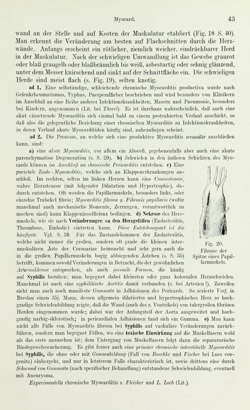 wand an der Stelle und auf Kosten der Muskulatur etabliert (Fig. 18 S. 40). Man erkennt die Veränderung am besten auf Flachschnitten durch die Herz- wände. Anfangs erscheint ein rötlicher, ziemlich weicher, eindrückbarer Herd in der Muskulatur. Nach der schwieligen Umwandlung ist das Gewebe graurot oder blaß graugelb oder blaßbräunlich bis weiß, asbestartig oder sehnig glänzend, unter dem Messer knirschend und sinkt auf der Schnittfläche ein. Die schwieligen Herde sind meist flach (s. Fig. 19), selten knotig. ad 1. Eine selbständige, schleichende chronische Myocarditis produetiva wurde nach Gelenkrheumatismus, Typhus, Puerperalfieber beschrieben und wird besonders von Klinikern im Anschluß an eine Reihe anderer Infektionskrankheiten, Masern und Pneumonie, besonders bei Kindern, angenommen (Lit. bei Thorel). Es ist durchaus wahrscheinlich, daß auch eine akut einsetzende Myocarditis sich einmal bald zu einem protrahierten Verlauf anschickt, so daß also die gelegentliche Beziehung einer chronischen Myocarditis zu Infektionskrankheiten, in deren Verlauf akute Myocarditiden häufig sind, nahezuliegen scheint. ad 2. Die Prozesse, an welche sich eine produktive Myocarditis seemdär anschließen kann, sind: a) eine akute Myocarditis, vor allem ein Absceß, gegebenenfalls aber auch eine akute parenchymatöse Degeneration (s. S. S9). b) Schwielen in den äußeren Schichten des Myo- cards können im Anschluß an chronische Pericarditis entstehen, c) Eine parietale Endo - Myocarditis, welche sich an Klappenerkrankungen an- schloß. Im rechten, selten im linken Herzen kann eine Conusstenose, wahre Herzstenose (mit folgender Dilatation und Hypertrophie), da- durch entstehen. Oft werden die Papillarmuskeln, besonders links, oder einzelne Trabekel fibrös; Myocarditis fibrosa s. Fibrosis papillaris (wofür manchmal auch mechanische Momente, Zerrungen, verantwortlich zu machen sind) kann Klappeninsufficienz bedingen, d) Nekrose des Herz- muskels, wie sie nach Veränderungen an den HerzgeSaßen (Endarteriitis, Thrombose, Embolie) eintreten kann. Diese Entstehungsart ist die häufigste. Vgl. S. 38. Für das Zustandekommen der Endarteriitis, welche nicht immer die großen, sondern oft grade die kleinen inter- jk_ q() muskulären Äste der Coronariae heimsucht und sehr gern auch die Fibrose der in die großen Papillarmusketn bogig abbiegenden Ästchen (s. S. 35) Spitze eines Papil- betrifft, kommen sowohl Veränderungen in Betracht, die der gewöhnlichen larmuskels. Arteriosklerose entsprechen, als auch juvenile Formen, die häufig auf Syphilis beruhen; man begegnet dabei kleinsten oder ganz kolossalen Herzschwielen. Manchmal ist auch eine syphilitische Aortitis damit verbunden (s. bei Arterien !). Zuweilen sieht man auch noch manifeste Gummata in Adhäsionen des Pericards. So sezierte Verf. in Breslau einen 35j. Mann, dessen allgemein diktiertes und hypertrophisches Herz so hoch- gradige Schwielenbildung zeigte, daß die Wand (auch des r. Ventrikels) von talergroßen fibrösen Herden eingenommen wurde; dabei war der Anfangsteil der Aorta ausgeweitet und hoch- gradig narbig-sklerotisch; in pericardialen Adhäsionen fand sich ein Gumma, e) Man kann nicht alle Fälle von Myocarditis fibrosa bei Syphilis auf vaskuläre Veränderungen zurück- führen, sondern man begegnet Fällen, wo eine toxische Einwirkung auf die Muskelfasern wohl als das erste anzusehen ist; dem Untergang von Muskelfasern folgt dann die reparatorische Bindegewebswucherung. Es gibt ferner auch eine primäre chronische interstitielle Myocarditis bei Syphilis, die ohne oder mit Gummabildnng (Fall von BuscKke und Fischer bei Lues con- genitaj einhergeht, und nur in letzterem Falle charakteristisch ist, sowie drittens eine durch Schwund von Gwnmata (nach spezifischer Behandlung) entstandene Schwielenbildung, eventuell mit Aneurysma. Experimentelle chronische Myocarditis s. Fleisher und L. Loeb (Lit.).