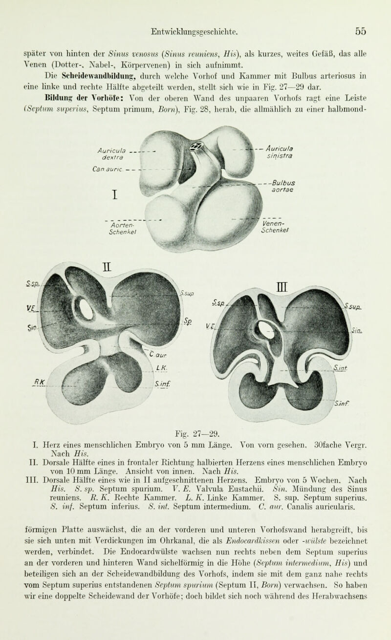 später van hinten der Sinus venosus (Sinus reuniens, Hi*), als kurzes, weites Gefäß, das alle Venen (Dotter-. Nabel-, Körpervenen) in sich aufnimmt. Die S«heidewandbildung, durch welche Vorhof und Kammer mit Bulbus arteriosus in eine linke und rechte Hälfte abgeteilt werden, stellt sich wie in Fig. 27—29 dar. Bildung der Vorhole: Von der oberen Wand des unpaaren Vorhofs ragt eine Leiste (Septum superius, Septum primum, Born), Fig. 28, herab, die allmählich zu einer halbmond- Auncula sinistra Fig. 27—29. I. Herz eines menschlichen Embryo von 5 mm Länge. Von vom gesehen. 30fache Vergr. Nach His. II. Dorsale Hälfte eines in frontaler Richtung halbierten Herzens eines menschlichen Embryo von 10 mm Länge. Ansicht von innen. Nach His. III. Dorsale Hälfte eines wie in II aufgeschnittenen Herzens. Embryo von 5 Wochen. Nach His. S. sp. Septum spurium. IT. E. Valvula Eustachii. Sin. Mündung des Sinus reuniens. R. K. Rechte Kammer. L. K. Linke Kammer. S. sup. Septum superius. S. inf. Septum inferius. S. int. Septum intermedium. C. aur. Canalis auricularis. formigen Platte auswächst, die an der vorderen und unteren Vorhofswand herabgreift, bis sie sich unten mit Verdickungen im Ohrkanal, die als Endocardkissen oder -irühte bezeichnet werden, verbindet. Die Endocardwülste wachsen nun rechts neben dem Septum superius an der vorderen und hinteren Wand sichelförmig in die Höhe (Septum intermedium, His) und beteiligen sich an der Scheidewandbildung des Vorhofs, indem sie mit dem ganz nahe rechts vom Septum superius entstandenen Septum spurium (Septum II, Born) verwachsen. So haben wir eine doppelte Scheidewand der Vorhöfe; doch büdet sich noch während des Herabwachsens