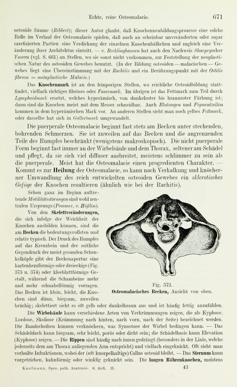 osteoide Säume (Hibhcrt); ilieser Autor glaubt, daß Kiiiiclii'imeubildungsprozesse eine solche RoUe im Verlauf der Osteonialacie spielen, daß auch au scheinbar unveränderten oder so};ar larefizierten Partien eine Verdickung der einzehien Knochenbälkchen und zugleich eure Ver- änderung ihrer Ai-chitektnr eintritt. — v. Recklinghausen hat auch den NachweLs Sharpeyschcr Fasern (vgl. S. 661) an Stellen, wo sie sonst nicht vorkommen, zur Feststellung der neoplasti- schen Natur des osteoiden Gewebes benutzt. (In der Bildung osteoiden — malacischen— Ge- webes hegt eine Übereinstünmimg mit der Rachiti!' und ein Berührungspunkt mit der Osiüis fibrosa = metaplastische Malacie.) Das Kiioclieiunark ist an den feinporigen Stellen, wo reichhche Osteoidbildung statt- findet, vielfach richtiges fibröses oder Fasennark. Im übrigen ist das Fettmark zum Teil durch Lymphoichuark ersetzt, welches hyperämisch, von dunkehoter ))is braunroter Färbung ist; dann sind che Ivnochen meist mit dem Messer schneidbar. Auch Blutungen und PigmentzeUen kommen in dem hj-perämischen Mark vor. An anderen Stehen sieht man noch gelbes Fettmark, oder dasselbe hat sich in Gallertmark umgewandelt. Die puerperale Osteomalacie beginnt fast stets am Becken unter stechenden, Ijührenden Schmerzen. Sie ist zuweilen auf das Becken und die angrenzenden Teile des Kumpfes beschränkt (wenigstens maki^oskopisch). Die nicht puerperale Form beginnt fast immer an der AVirbelsäule und dem Thorax, seltener am Schädel und pflegt, da sie sich viel diffuser ausbreitet, meistens schlmimer zu sein als die puerperale. Meist hat die Osteomalacie einen progredienten Charakter. — Kommt es zur Heilung' der Osteomalacie, so kann nach Verkalkung und knöcher- ner Umwandlung des reich entwickelten osteoiden Gewebes ein sklerotisches Gefüge der Knochen resultieren (ähnlich wie bei der Kachitis). Schon ganz im Begmn auftre- tende Motilitätsstörungen smd wohl zen- tralen Ursprungs (Poinmcr, v. Hößlin). Von den Skelettverändeningen, che sich infolge der Weichheit der Rnochen ausbilden können, sind die am Becken die bedeutungsvollsten und relativ typisch. Der Drack des Rumpfes auf das Kreuzbein und der seithche Gegendnick der meist gesunden Schen- kelköpfe gibt der Beckenapeiiur eine kartenherzfönnige oder dreieckige (Fig. 373 u. 374) oder kleeblattfünnige Ge- stalt, während die Schambeine mehr und mehr schnabelförmig vorragen. Das Becken ist klein, leicht, die Kno- chen sind dünn, biegsam, zuweilen brüchig; skelettiert sieht es oft gelb oder dunkelbraun aus und ist häufig fettig anzufülden. Die Wirbelsäule kann verschiedene Alien von Verkrümmungen zeigen, die als Kyphose, Lordose, Skohose (Krümmung nach hinten, nach vorn, nach der Seite) bezeichnet werden. Die Bandscheiben können verknöchern, was Synostose der Whbel bedingen kann. — Das Schädeldach kann biegsam, sehr leicht, porös oder dicht sehr; die Schädelbasis kann Elevation (K)i)hose) zeigen. — Die Rippen sind häufig nach mnen gedrängt (besonders in der Linie, welche jederseits dem am Thorax anhegenden Arm entspricht) und vielfach eingeknickt. Oft sieht man verheilte Infraktionen, wobei der (oft knorpelhaltige) CaUus osteoid bleibt. — Das Steruum kann vorgetrieben, kahnförmig oder winkhg gelmickt sein. Die langen Röhroikiioclioii, meistens Kaufinanii, Spez. path. Anatomie. 6. Aiill, U. 4.^ Fig. 373. Ostconialaeisches Kecken, Ansicht von oben.