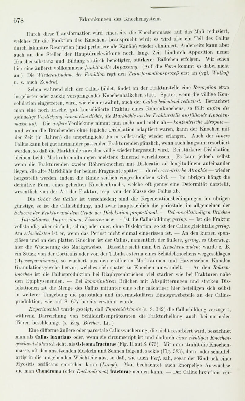 Durch diese Transfonnation wü-d einerseits die lüiochonniasse auf das Maß reduziert, welches für die Funktion des Ivnochens beanspiiiclit wird; es wird also ein Teil des Callus durch lakunäre Reson^tion (und perforierende Kanäle) wieder eliminiert. Anderseits kann aber auch an den Stellen der ITanptdruckwkkung noch lange Zeit hindurch Apposition neuer Knochensu1)stanz und Bildung statisch benötigter, stärkerer Bälkchen erfolgen. Wir sehen hier eine äußerst vollkommene funktionelle Anpassvng. (Auf die Form kommt es dabei nicht an.) Die Wiederaufnahme rler Fvnliion regt den Transformationsprozeß erst an (vgl. ir«W.o^ u. s. auch Zondek). Schon während sich der Callus bildet, findet an der Frakturstelle eine Resorption etwa losgelöster oder zackig vorspringender Knochenbälkclien statt. Später, wenn die völlige Kon- solklation eingetreten, wird, wie eben erwälmt, auch der Calhts bedeutend reduziert. Betrachtet man eine noch frisclie, gut konsohdierte Fraktiu' eines Rührenknochens, so fällt außen die spindelige Verdickung, innen eine dichte, die Markhöhle an der Frakturstelle ausfüllende Knochen- masse auf. Die H.i(/?ere Verdickung nimmt nun mehr und mehr ah —konzentrische Atrophie — und wenn die Bruclienden oline jegliche Dislokation adaptiert waren, kann der Ivnochen mit der Zeit (in Jahren) die ursprünghche Form vollständig \\-ieder erlangen. Auch der innere Callus kann bei gut aneinander passenden Frakturenden gänzhcli, wenn auch langsam, resorbiert werden, so daß die Markhöhle zuweilen vöUig wieder hergestellt wird. Bei stärkerer Dislokation bleiben beide Markröhrenöffnungen meistens dauernd verschlossen.. Es kann jedoch, selbst wenn die Frakturenden zweier Röhrenknochen mit Dislocatio ad longitudinem aufeinander liegen, die alte Markliöhle der beiden Fragmente später — durcli exzentrische Atrophie — wieder hergestellt werden, indem die Rinde seitUeh eingeschmolzen wiid. — Im übrigen hängt die definitive Form eines geheilten Ivnochenbruchs, welche oft genug eine Deformität darstellt, wesentlicli von der Art der Fraktur, resp. von der Masse des Callus ab. Die Große des Callus ist verschieden; sind die Regenerationsbedmgungen im übrigen günstige, so ist die Callusbildung, und zwar hauptsächlich die periostale, im allgemeinen der Schwere der Fraktur und dem Grade der Dislokation proportional. — Bei unvollständigen Brüchen — Infraktionen, Impressionen, Fissuren usw. — ist die Callusbildung gering. — Ist die Fraktur- vollständig, aber einfach, schräg oder cpier, ohne Dislokation, so ist der Callus gleichfalls gering. Am schwächsten ist er, wenn das Periost nicht einmal eingerissen ist. — An den kurzen spon- giösen und an den platten Ivnochen ist der Callus, namentlich der äußere, gering, es überwiegt hier die Wucherung des Markgewebes. Dasselbe sieht man bei Knoclienuunden; wurde z. B. ein Stück von der Corticalis oder von der Tabula externa eines Schädelknochens weggeschlagen {Aposccparnisnnts), so wuchert aus den eröffneten Marki'äumen und Haversschen Kanälen Granulationsgewebe hervor, welches sich später zu Knochen umwandelt. — An den Röhren- knochen ist die Callusproduktion bei Diaphysenbrüchen viel stärker wie bei Frakturen nahe den Epiphysenenden. — Bei komminutiven Brüchen mit Absplitteningen und starken Dis- lokationen ist die Jlenge des Callus mitunter eine sehr mächtige; hier beteiligen sich selbst in weiterer Umgebung die parostalen und iirtermuskulären Bindegewebsteile an der Callus- produktion, wie auf S. 677 bereits erwähnt woirde. Experimentell \mrde gezeigt, daß Thyreoidektomie (s. S. 342) die Callusbildung verzögert, während Darreichung von Schilddiüsenpräparaten die Frakturheilung auch bei normalen Tiei'en besclileunigt (s. Eug. Bircher, Lit.) Eine difforme äußere oder parostale CaUuswucherung, die nicht resorbiert wird, bezeichnet man als Calhis luxurians oder, wenn sie circumscript ist und dadurch einer richtigen Knochen- geschwulst ähnlich sieht, als Osteonia Iraeturae (Fig. II auf S. 675). Mitunter strahlt die Knochen- masse, oft den ansetzenden Muskeln und Sehnen folgend, zackig (Fig. 383), dorn- oder schaufel- artig in die umgebenden Weichteile aus, so daß, wie auch Verf. sah, sogar der Eindruck einer Myositis ossiflcans entstehen kann (Lange). Man beobachtet auch knorpelige Auswüchse, die man Chondroma (oder Enchondroma) Iraetnrae nennen kann. — Der Callus luxurians ver-