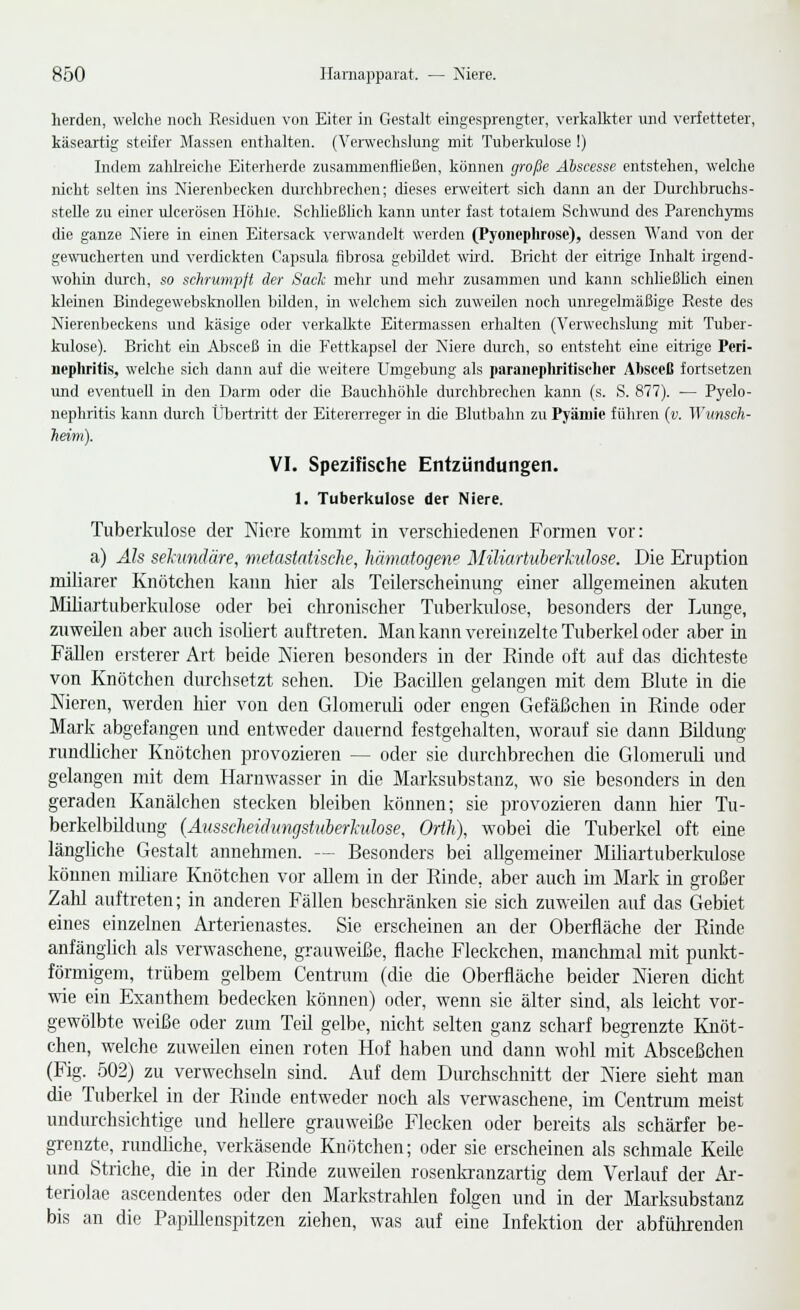 herden, welclie noch Residuen von Eiter in Gestalt eingesprengter, verkalkter nnd verfetteter, käseartig steifer Massen enthalten. (Venvechslung mit Tuberkulose I) Indem zahlreiche Eiterherde zusammenfließen, können große Abscesse entstehen, welche nicht selten ins Nierenbecken diuxhbrechcn; dieses erweitert sich dann an der Durchbruchs- stelle zu einer ulcerösen Höhle. Schließbch kann unter fast totalem Sch\\Tind des Parenchjans die ganze Niere in einen Eitersack verwandelt werden (Pyoncphrose), dessen Wand von der gewucherten und verdickten Capsula fibrosa gebildet \viid. Bricht der eitrige Inhalt irgend- wohin durch, so schrumpft der Sack mehr und mehr zusammen und kann schließlich einen kleinen BiBdegewebsknoUen bilden, in welchem sich zuweilen noch unregelmäßige Reste des Nierenbeckens und käsige oder verkalkte Eitemiassen erhalten (Verwechslung mit Tuber- kulose). Bricht ein Absceß in die Fettkapsel der Niere durch, so entsteht eine eitrige Peri- nepliritis, welche sich dann auf die weitere Umgebung als paraiiepliritisolier Absceß fortsetzen imd eventuell in den Darm oder die Bauchhöhle durchbrechen kann (s. S. 877). — Pyelo- nephritis kann durch Übertritt der Eitererreger in die Blutbahn zu Pyäniie führen {v. Wunsch- lievm). VI. spezifische Entzündungen. 1. Tuberkulose der Niere. Tuberkiilo.se der Niere kommt in verschiedenen Formen vor: a) Als sekundäre, metastatische, hämatogene Miliartuberhilose. Die Eruption miliarer Knötchen kann hier als Teilerscheinung einer allgemeinen akuten Miliartuberkulose oder bei chronischer Tuberkulose, besonders der Lunge, zuweilen aber auch isoliert auftreten. Man kann vereinzelte Tuberkel oder aber in Fällen crsterer Art beide Nieren besonders in der Rinde oft auf das dichteste von Knötchen durchsetzt sehen. Die Bacillen gelangen mit dem Blute in die Nieren, werden hier von den Glomendi oder engen Gefäßchen in Rinde oder Mark abgefangen und entweder dauernd festgehalten, worauf sie dann Bildung rundlicher Knötchen provozieren — oder sie durchbrechen die Glomeruli und gelangen mit dem Harnwasser in die Marksubstanz, wo sie besonders in den geraden Kanälchen stecken bleiben können; sie provozieren dann liier Tu- berkelbildung (Ausscheidungstuherhdose, Ortli), wobei die Tuberkel oft eine längliche Gestalt annehmen. — Besonders bei allgemeiner Miliartuberlailose können miliare Knötchen vor allem in der Rinde, aber auch im Mark in großer Zalil auftreten; in anderen Fällen beschränken sie sich zuweilen auf das Gebiet eines einzelnen Arterienastes. Sie erscheinen an der Oberfläche der Rinde anfänglich als verwaschene, grauweiße, flache Fleckchen, manchmal mit punlrt- förmigem, trübem gelbem Centrum (die die Oberfläche beider Nieren dicht wie ein Exanthem bedecken können) oder, wenn sie älter sind, als leicht vor- gewölbte weiße oder zum Teil gelbe, nicht selten ganz scharf begrenzte Knöt- chen, welche zuweilen einen roten Hof haben und dann wohl mit Absceßchen (Fig. .502) zu verwechseln sind. Auf dem Durchschnitt der Niere sieht man die Tuberkel in der Rinde entweder noch als verwaschene, im Centrum meist undurchsichtige und hellere grauweiße Flecken oder bereits als schärfer be- grenzte, rundliche, verkäsende Knötchen; oder sie erscheinen als schmale Keile und Striche, die in der Rinde zuweilen rosenki-anzartig dem Verlauf der Ai'- teriolae ascendentes oder den Markstrahlen folgen und in der Marksubstanz bis an die PapUlenspitzen ziehen, was auf eine Infelvtion der abführenden