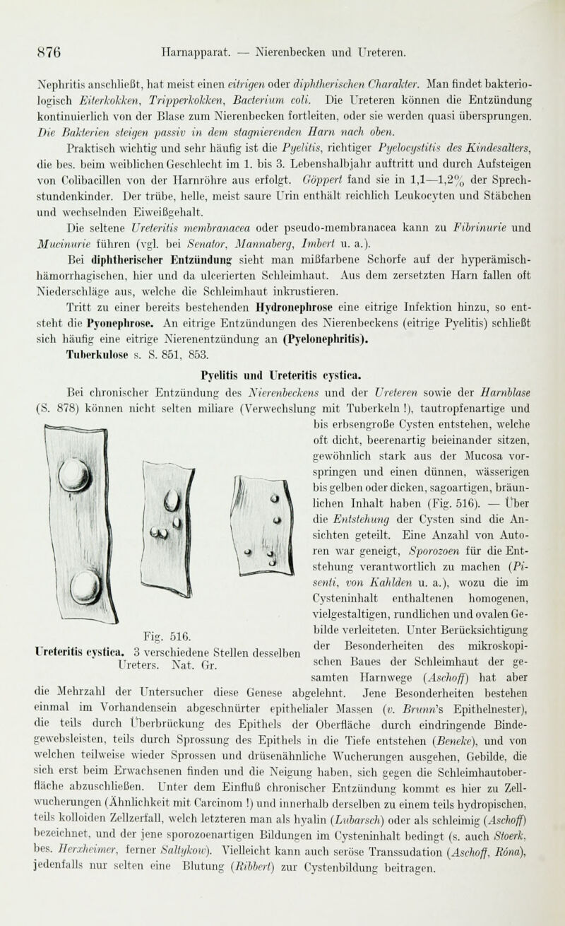 Nephritis anscliließt, hat meist einen eitrigen oder diphtherischen Charalier. Jfan findet bakterio- logisch Eiterlioklen, Tripperh-oklcen, Bacterium coli. Die Ureteren können die Entzündung kontinuierlich von der Blase zum Nierenbecken fortleiten, oder sie werden quasi übersprungen. Die Bakterien steigen passiv in dem stagnierenden Harn nach oben. Praktisch wichtig und sehr häufig ist die Pyelitis, richtiger Pyelocystitis des Kindesalters, die bes. beim weibhchen Geschlecht im 1. bis 3. Lebenshalbjahr auftritt und durch Aufsteigen von CoUbacillen von der Harnröhre aus erfolgt. Göppert fand sie in 1,1—1,2^ der Sprech- stundenkinder. Der trübe, helle, meist saure Urin enthält reichlich Leukocyten und Stäbchen und wechselnden Eiweißgehalt. Die seltene Ureteritis memhranacea oder pseudo-membranacea kann zu Fihrinurie und Mudnurie führen (vgl. bei Senator, Mannaierg, Imhcrt u. a.). Bei diphtherischer Entzündung sieht man mißfarbene Schorfe auf der hy])erämisch- hämorrhagischen, hier und da ulcerierten Schleimhaut. Aus dem zersetzten Harn fallen oft Niederschläge aus, welche die Schleimhaut inknistieren. Tritt zu einer bereits bestehenden Hydronephrose eine eitrige Infektion hinzu, so ent- steht die Pyonephrose. An eitrige Entzündungen des Nierenbeckens (eitrige PyeHtis) schließt sich häufig eine eitrige Nierenentzündung an (Pyelonephritis). Tuberkulose s. S. 861, 853. Pyelitis und Ureteritis cystica. Bei chronischer pj)itzündung des Nierenbeckens und der Ureteren sowie der Harnblase (S. 878) können nicht selten miliare (Verwechslung mit Tuberkeln !), tautropfenartige und bis erbsengroße Cysten entstehen, welche oft dicht, beerenartig beieinander sitzen, gewöhnlich stark aus der Mucosa vor- springen und einen dünnen, wässerigen bis gelben oder dicken, sagoartigen, bräun- lichen Inhalt haben (Fig. 516). — tlser die Entstehung der Cysten sind die An- sichten geteilt. Eine Anzahl von Auto- ren war geneigt, Sporozoen für die Ent- -4u\ I 'i^,-=-^^^--J stehung verantwortlich zu machen (Pi- 1 il W___^^ l senti, von Kahlden u. a.), wozu die im \;^3F I ^»»ff Cysteninhalt enthaltenen homogenen, vielgestaltigen, rundlichen und ovalen Ge- bilde verleiteten. Unter Berücksichtigung der Besonderheiten des mikroskopi- schen Baues der Schleimhaut der ge- samten llarnwege {Aschofj) hat aber die Mehrzahl der l'ntersucher diese Genese abgelehnt. Jene Besonderheiten bestehen einmal im Vorhandensein abgeschnüiter epithelialer Massen (v. Brumi's Epithelnester), die teils durch LTjerbrüclaing des Epithels der Oberfläche duixb eindringende Binde- gewebsleisten, teils durch Sprossung des Epithels in die Tiefe entstehen (Beneke), und von welchen teilweise wieder Sprossen und drüsenähnhche Wucherungen ausgehen, GebUde, die sich erst beim Erwaclisenen finden und die Neigung haben, sich gegen die Schleimhautober- fiäche abzuschließen. Unter dem Einfluß chronischer Entzündung kommt es hier zu Zell- wucherungen (ÄhnUchkeit mit Carcinom !) und innerhalb derselben zu einem teils hydropischen, teils kolloiden Zellzerfaü, welch letzteren man als hyalin (Lubarsch) oder als schleimig (Aschoff) bezeichnet, und der jene sporozoenartigen Bildungen im Cysteninhalt bedingt (s. auch Stoerk. bes. Herxheimer, ferner Salttjkow). Vielleicht kann auch seröse Transsudation (Äschoff, Bona), jedenfalls nur selten eine Blutung (Rihbert) zur Cystenbildung beitragen. (J Fig. 516. Ureteritis cystica. 3 verschiedene Stellen desselben Ureters. Nat. Gr.