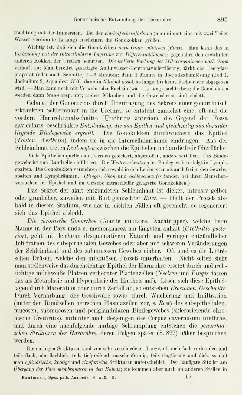 traclitung mit der Immersiun. Bei der Karbulluchntnlaihtoiij (man nimmt eine mit zwei TeUen Wasser verdünnte Lösung) erscheinen die Gonokokken größer. Wichtig ist, daß sicli die Gonokokken nach (Iram fiiijiirhen (Roux). Man kann das in VerluKhoig iiiil der iiitmceUKldren La(jeiu)iij zur Difjerenlialdiafjnosc gegenüljer den erwähnten anderen Kokken der Urethra benutzen. Die isolierte Färbviiij der Mikroorganismen nach Gram verläuft so: Man bereitet gesättigte Anihnwasser-Gentianaviolettlösung, färbt das Deckglas- präparat (oder auch Schnitte) 1—3 Minuten; dann 1 Minute in JodjodkaHumlösung (Jod 1, Jodkahum 2, Aqua dest. 300); dann in Alkohol absol. so lange, bis keine Farbe mehr abgegeben wird. — Man kann noch mit Vesuvin oder Fuchsin (wäss. Lösung) nachfärben; die Gonokokken werden dann hraun resp. rot; andere Mikroben und die Gewebskerne sind violett. Gelangt der Gonococcus durch Übertragung des Sekrets einer gonorrhoisch erla-ankten Schleimhaut in die Urethra, so entsteht zunächst eine, oft auf die vordem Harnröhrenabschnitto (Urethritis anterior), die Gegend der Fossa navicularis, beschränkte Entzündung, die das Epithel und gleichzeitig das darunter liegende Bindegewebe ergreift. Die Gonokokken durchwuchern das Epithel (Touton. Werthei)n), indem sie in die Intercellularräume eindringen. Aus der Schlemihaut treten Leukocyten zwischen die Epithelien und an die freie Oberfläche. Viele Epithelien quellen auf, werden gelockert, abgestoßen, andere zerfallen. Das Binde- gewebe ist von Rundzellen infiltriert. Die Weiterverbreilung im Bindegewebe erfolgt in Ljnnph- spalten. Die Gonokokken vermehren sich sowohl in den Leukocyten als auch frei in den Gewebs- spalten und L}Tnphräumen. (Finger, Ghon und Schlagenhaiifer fanden bei ihren ^Menschen- versuehen im Epithel und im Gewebe intracellulär gelag;erte Gonokokken.) Das Sekret der akut entzündeten Schleimhaut ist dicker, intensiv gelber oder grünlicher, zuweilen mit Blut gemischter Eiter. — Heilt der Prozeß als- bald in diesem Stadiimi, wie das in leichten Fällen oft geschieht, so regeneriert sich das Epithel alsbald. Die chronische Gonorrhoe (Gouttc militaire, Nachtripper), welche beim Manne in der Pars nuda s. membranacea am längsten anhält {Urethritis poste- rior), geht mit leichtem desquamativem Katarrh und geringer entzündlicher Infiltration des subepithelialen Gewebes oder aber mit schweren Veränderungen der Schleimhaut und des submucösen Gewebes einher. Oft sind es die Littre- schen Drüsen, welche den infektiösen Prozeß unterhalten. Nicht selten sieht man stellenweise das durchsichtige Epithel der Harnröhre ersetzt durcii undurch- sichtige milchweiße Platten verhornter Plattenzellen (Neelsen und Finger fassen das als Metaplasie und Hyperplasie des Epithels auf). Lösen sich diese Epithel- lagen durch Maceration oder durch Zerfall ab, so entstehen Erosionen, Geschwüre. Durch Vernarbung der Geschwüre sowie durch Wucherung und Infiltration (unter den Kundzellen herrschen Plasmazellen vor, s. Rost) des subepithelialen, mucösen, submucösen und periglandulären Bindegewebes (sklerosierende chro- nische Urethritis), mitunter auch desjenigen des Corpus cavernosum urethrae. und durch eine nachfolgende narbige Schrumpfung entstehen die gonorrhoi- schen Strikturen der Harnröhre, deren Folgen später (S. 899) näher besprochen werden. Die narbigen Striktuien sind von selir verschiedener Länge, oft mehrfach vorhanden und teils flach, oberflächhch, teils tiefgreifend, maschenförmig, teils ringförmig und dick, so daß man cylindrische, kiwiige und ringfimnige Strikturen unterscheidet. Der häufigste Sitz ist am Übergang der Pars membranacea in den Bulbus; sie kommen aber auch an anderen Stellen in Kaufmann, Spez. path. Anatomie. 6- Aufl. II. 07