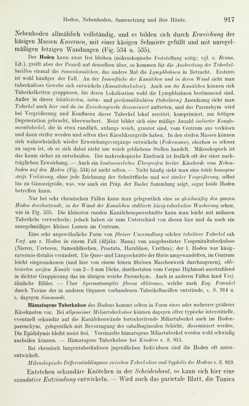 Nebeuliodeii allnüihlicli vollständig, und es bilden sich durch Erweichung der käsigen Massen Kavernen, mit einer käsigen Schmiere gefüllt und mit unregel- mäßigen fetzigen Wandungen (Fig. 534 u. 535). Der Hoden kann zwar frei bleiben (mikroskopische Feststellung nötig; vgl. v. Brunn, lit.), greift aber der Prozeß auf denselben über, so kommen für- die Ausbreitimg der Tulerkel- laeiUen einmal die Sowoikanälchen, das andere Jlal die Lymphhahmn in Betracht. Ersteres ist wohl häufiger der Fall. An der lumnftüche der Kanälchin und in deren Wand sieht man tuberkulöses Gewebe sich entwickeln (Kanalluherkulose). Auch um die Kanükhin können sich Tuberkelketten gruppieren, für deren LokaUsation wohl die Lyniphbahnen bestimmend sind. Außer in dieser lokalisierten, intra- und perikanalikulären (tubulären) Anordnung sieht man Tuberkel auch hier und da im Zwischengeurbe disseminiert auftreten, und das Parenchym wird bei Vergrößerung und Konfluenz dieser Tuberkel lokal zerstört, komprimiert, zur fettigen Degeneration gebracht, überwuchert. Meist bildet sich eine mäßige Anzahl isolierter Korujlo- merattuberkel, die in etwa rundlich, anfangs weich, graiuot sind, vom C'entrum aus verkäsen und dann steifer werden und selten über Kirschkemgröße haben. In den steifen Massen können sich wahrscheinUch wieder Enveichungsvorgänge entwickeln (Fedirtnann), obschon es schwer zu sagen ist, ob es sich dabei nicht um weich gebliebene Stellen handelt. Mikroskopisch ist das kairm sicher zu entscheiden. Der makroskopische Eindruck ist freilich oft der einer nach- träglichen Erweichung. — Auch ein kontinuierliches Übergreifen breiter Käseherde vom Neben- hoden auf den Hoden (Fig. 534) ist nicht selten. — Nicht häufig sieht man eine totale homogene steife Verkäsung, ohne jede Zeichnung der Schnittfläche und mit starker Vergrößerung, selbst bis zu Gänseeigröße, was, wie auch ein Präp. der Basler Sammlung zeigt, sogar beide Hoden betreffen kann. Nur bei sehr chronischen F'äUen kann man gelegenthcli eine so gleichmäßig den ganzen Hoden durchsetzende, in der ^Yanä der Kanälchen etablierte käsig-tuberkulöse Wucherung sehen, wie in Fig. 535. Die kleinsten ninden Kanälchenquerschnitte kann man leicht mit miharen Tuberkeln verwechsehi; jedoch haben sie zum Unterschied von diesen hier und da noch ein imiegehnäßiges kleines Lumen im Centnim. Eine sehr ungewöhnliche Form von fibröser Umuandlung solcher tubulärer Tuberkel sah Verf. am r. Hoden in einem Fall (42jähr. Mann) von ausgebreiteter Urogenitaltuberkulose (Nieren, Ureteren, Samenbläschen, Prostata, Harnblase, Urethra); der 1. Hoden war käsig- cavernös-fistulös verändert. Die Quer- und Längsschnitte der fibrös umgewandelten, im C'entrum leicht eingesunkenen (und hier von einem feinen fibrösen Maschenwerk durchzogenen), obli- terierten weißen Kanäle von 2—3 mm Dicke, durchsetzten vom Corpus Highmori ausstrahlend in dichter Gruppierung das im übrigen weiche Parenchym. Auch in anderen Fällen fand Verf. ähnliche Bilder. — Über Spermatoangitis fibrosa obliterans, welche nach Eug. Fraenkel durch Toxine der in anderen Organen vorhandenen Tuberkelbacillen entstände, s. S. 914 u. s. dagegen Simmonds. Hämatogeue Tuberkulose des Hodens kommt selten in Form eines oder mehrerer größerer Käseknoten vor. Bei allgemeiner Miliartuberkulose können dagegen öfter tjfpische interstitielle, eventuell seloindär auf die Kanälchenwände fortschreitende Miliartuberkel auch im Hoden- parenchj'm, gelegentUch mit Bevorzugung der subalbuginealen Schicht, disseminiert werdeji. Die Epididymis bleibt meist frei. Vereinzelte hämatogene Miliartuberkel werden wohl schwiehg ausheUen können. — Hämatogene Tuberkulose bei Kindern s. S. 915. Bei chronisch lungentuberkulösen jugendhchen Individuen sind cUe Heden oft untei- entwickelt. Mikroskopische Differentialdiagnose zuischen Tuberkulose und Syphilis des Hodens s. S. 919. Entstehen sekundäre Knötchen in der Scheidenliaiä, so kann sich hier eine exsudative Entzündung entwickeln. — AVird auch das parietale Blatt, die Tuuica